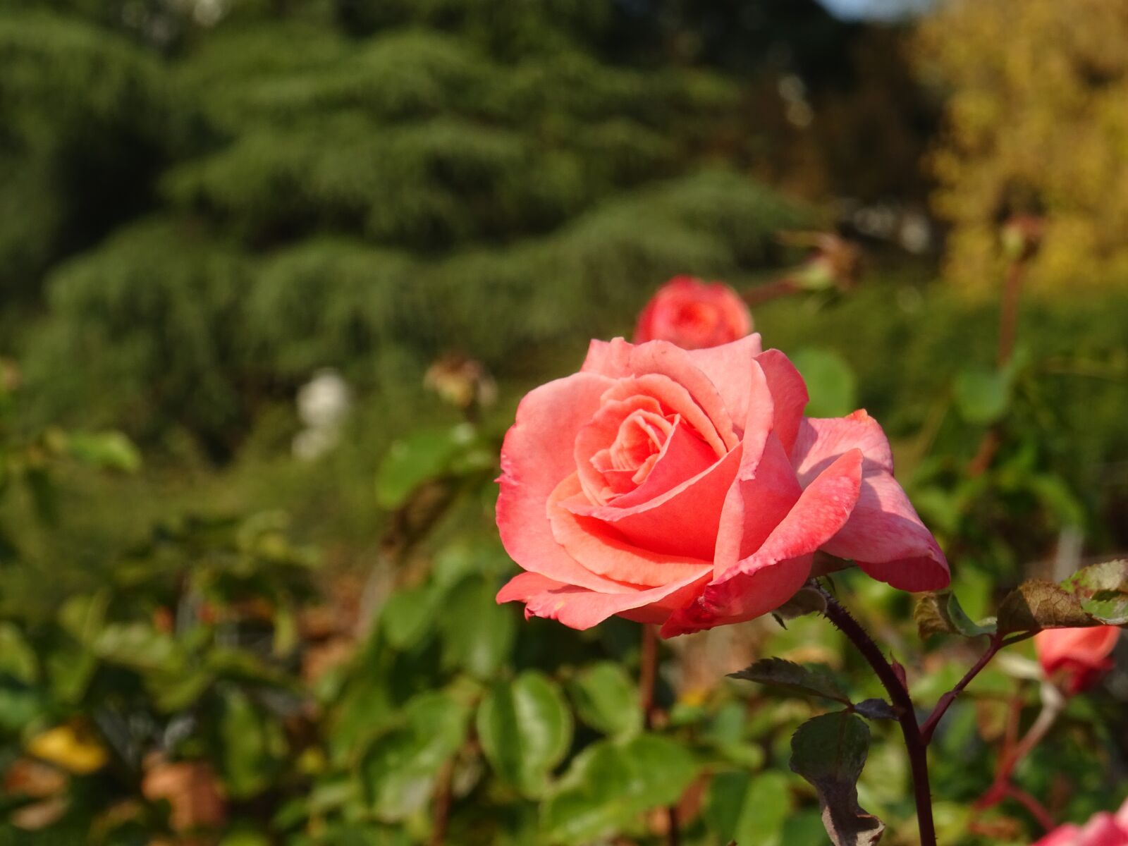Sony DSC-HX60 sample photo. Rosa, green, nature photography