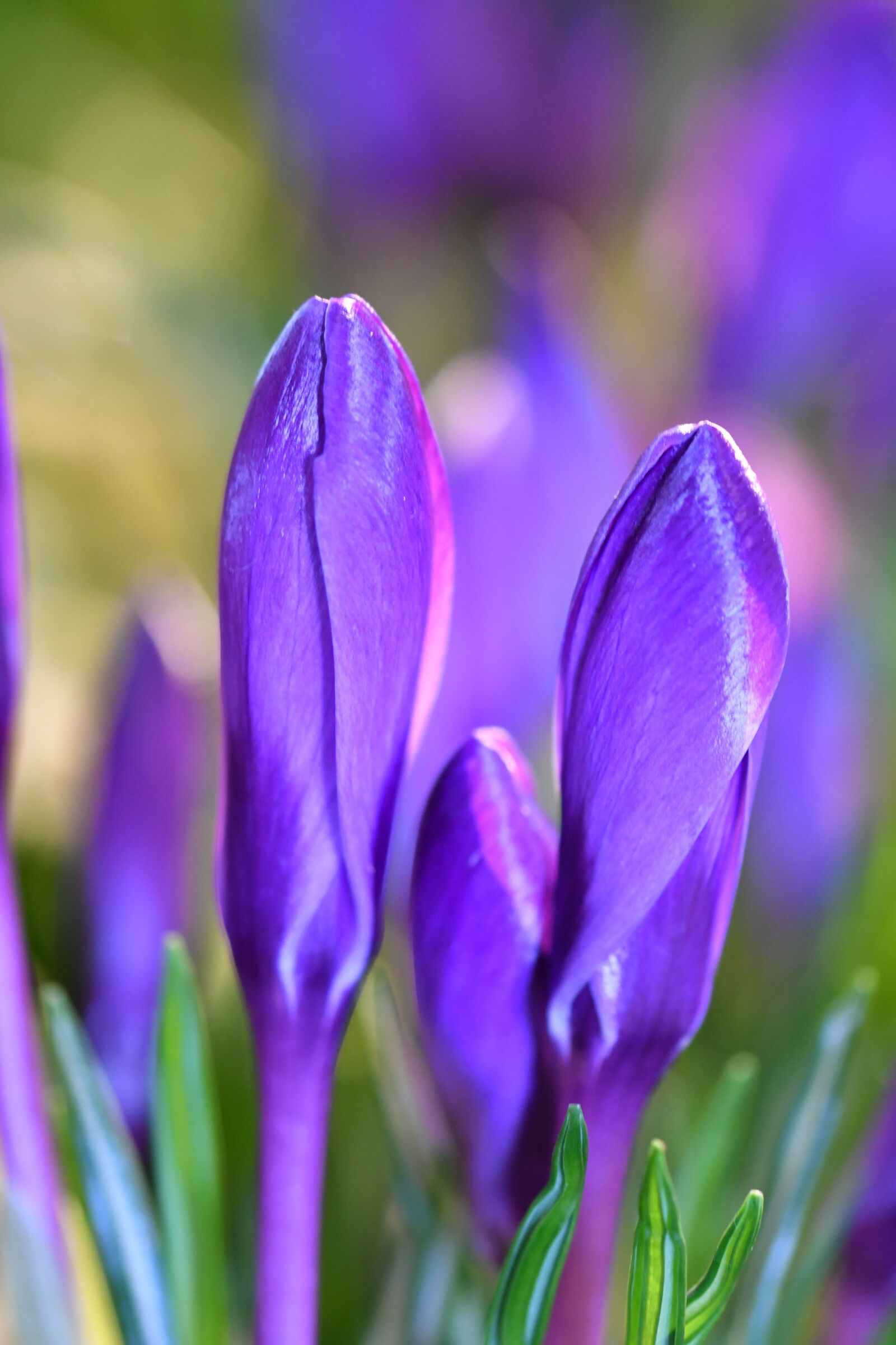 Nikon D500 sample photo. Crocus, spring, flower photography