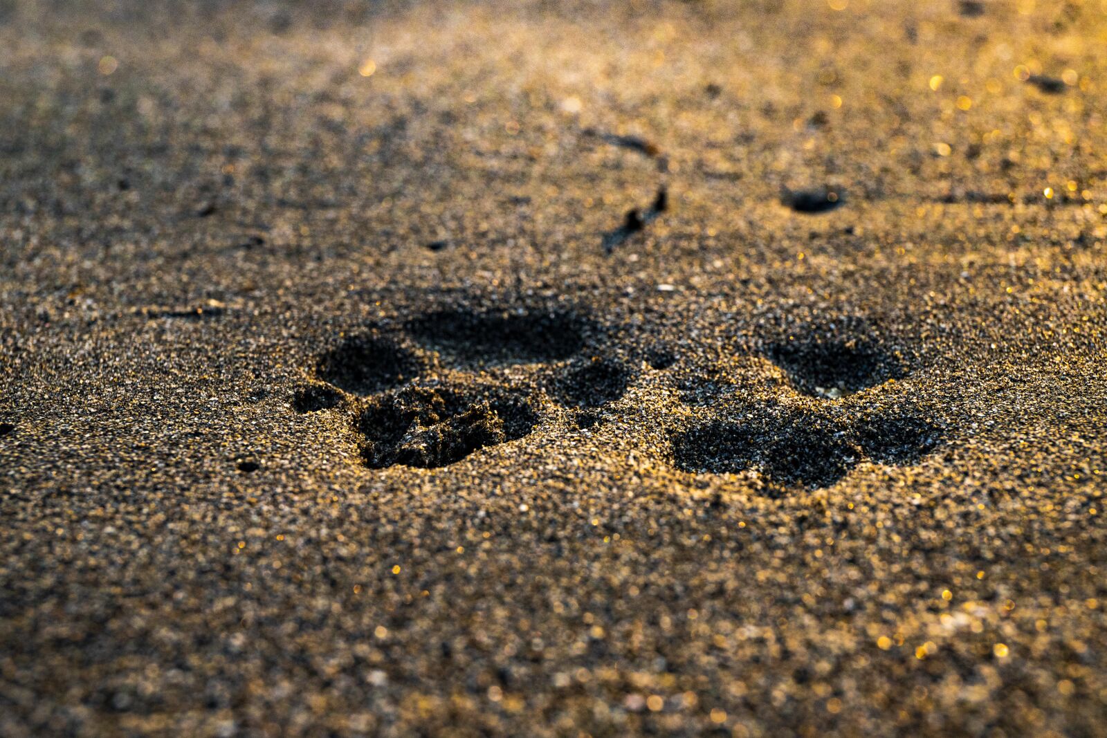 Canon EF 24-70mm F4L IS USM sample photo. Beach, sunset, dog photography