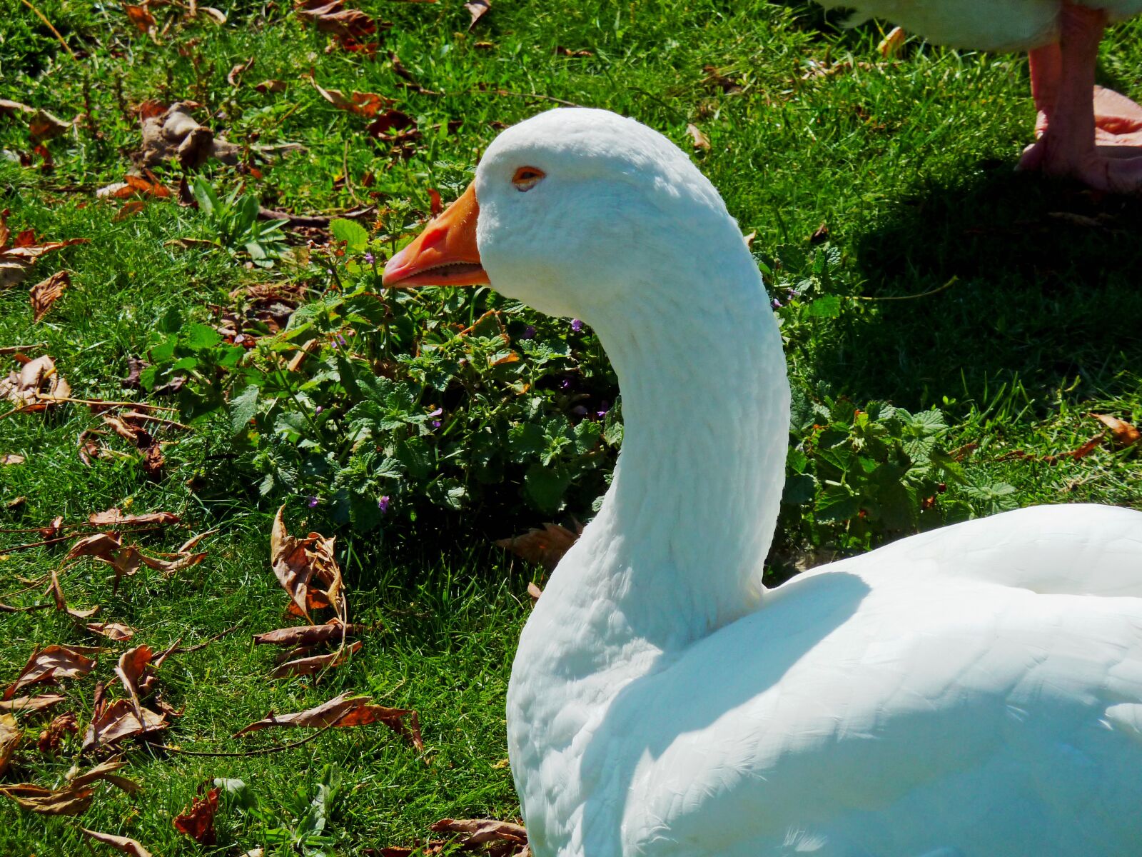 Panasonic DMC-TZ7 sample photo. Goose, ganter, poultry photography