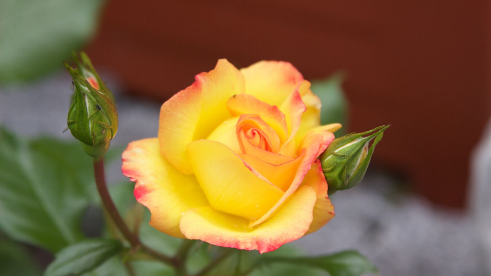 Canon EF 28-135mm F3.5-5.6 IS USM sample photo. Rose, rose garden, rose photography