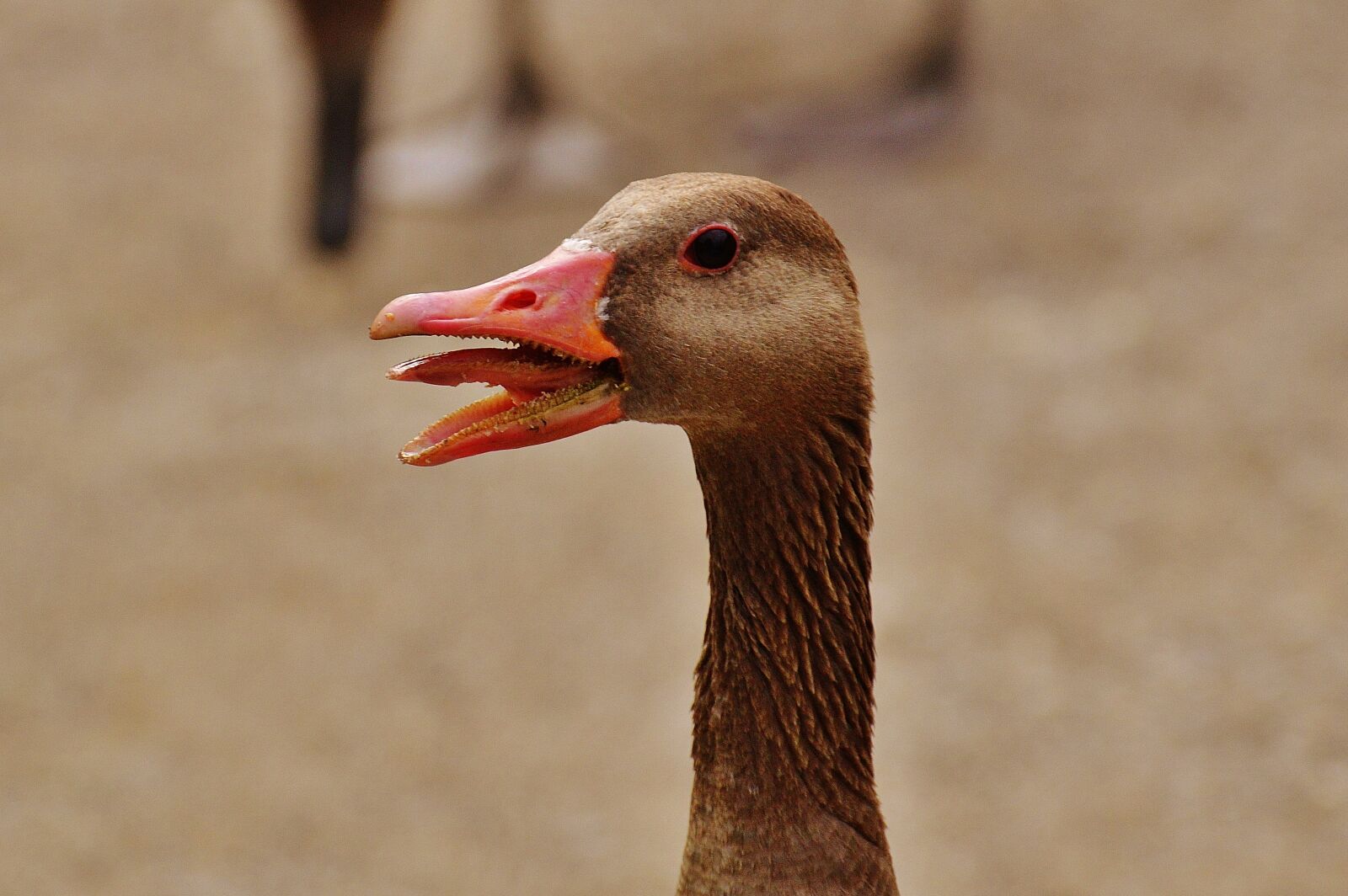Nikon D3200 sample photo. Goose, hiss, bird photography