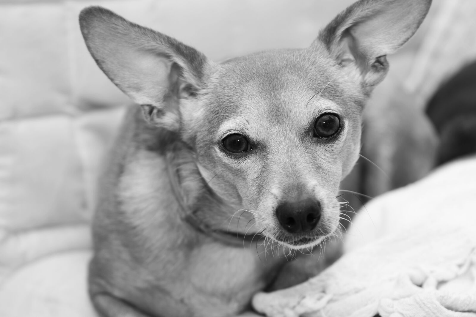 Canon EOS 80D sample photo. Dog, animal, cute photography