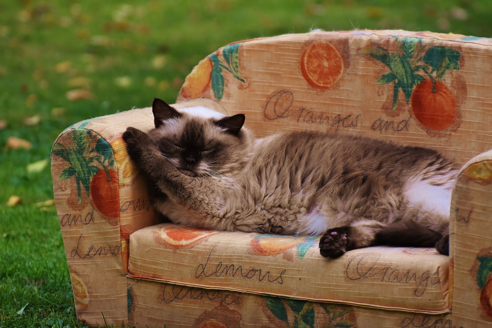 Nikon D7200 sample photo. Sofa, couch, cat photography