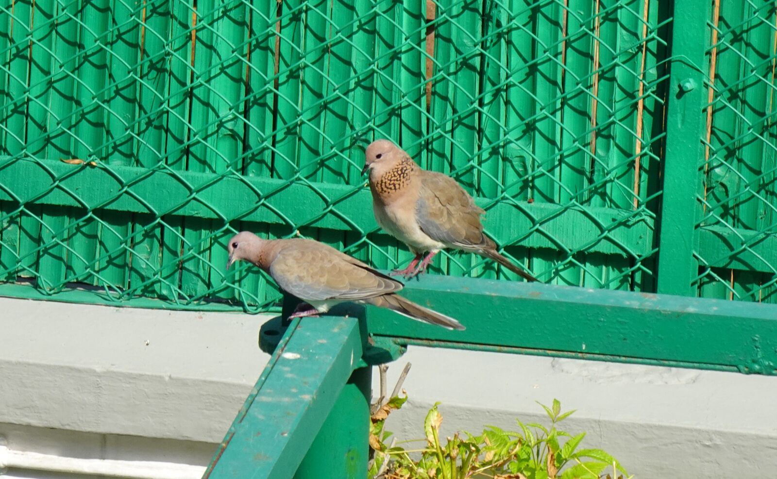 Sony DSC-WX800 sample photo. Dove, bird, laughing dove photography