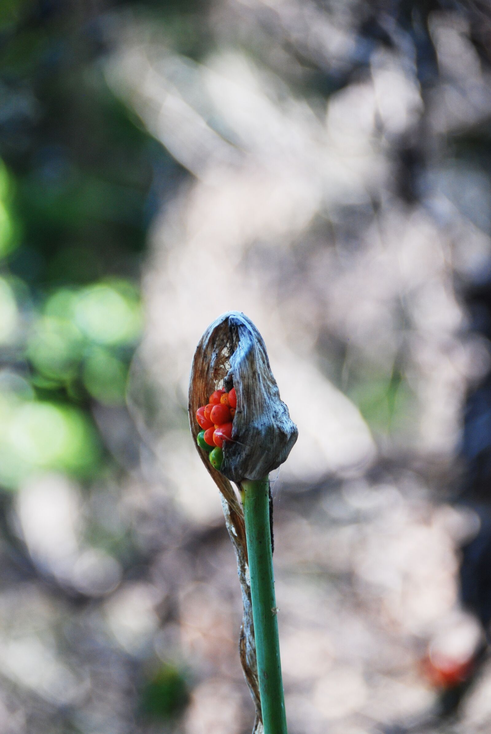 Nikon D80 sample photo. Flora, plant, the iron photography