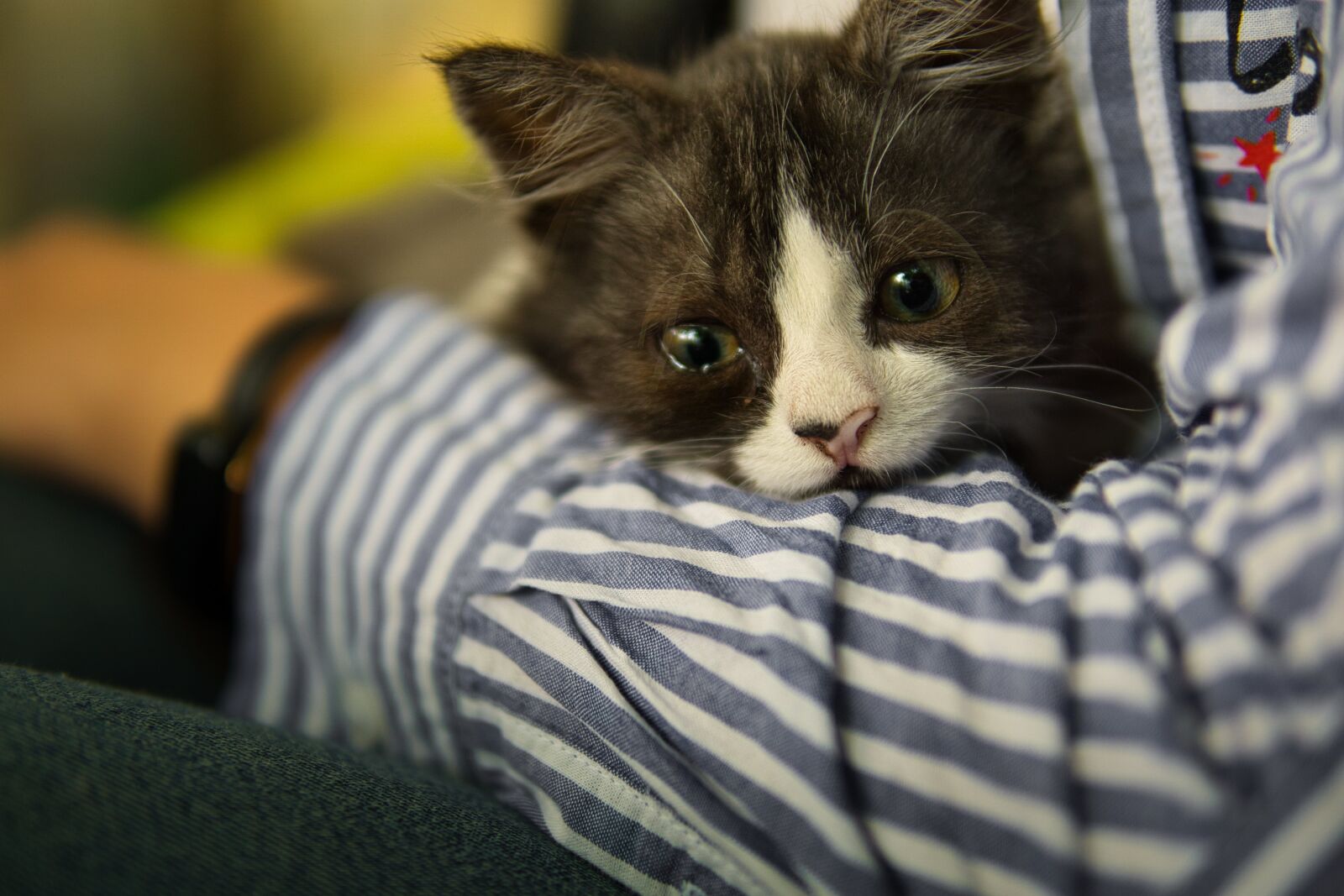 30mm F1.4 DC DN | Contemporary 016 sample photo. Cat, arms, kitten photography