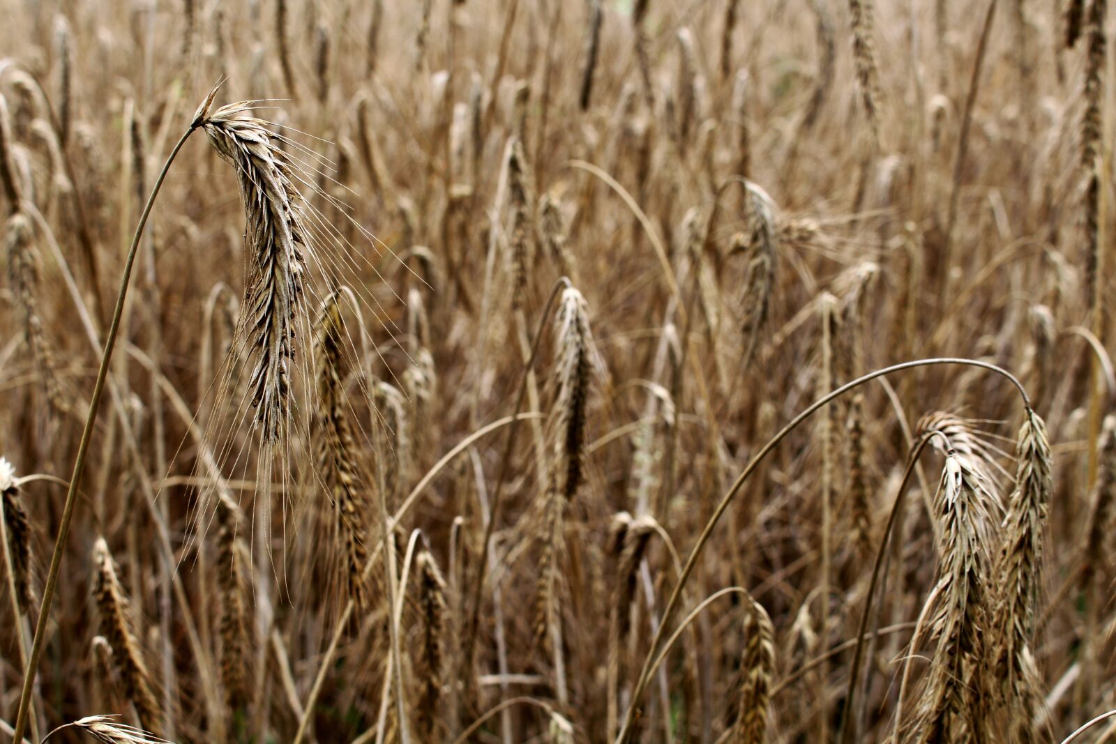 Canon EF-S 18-55mm F3.5-5.6 IS STM sample photo. Barley, cereals, barley field photography