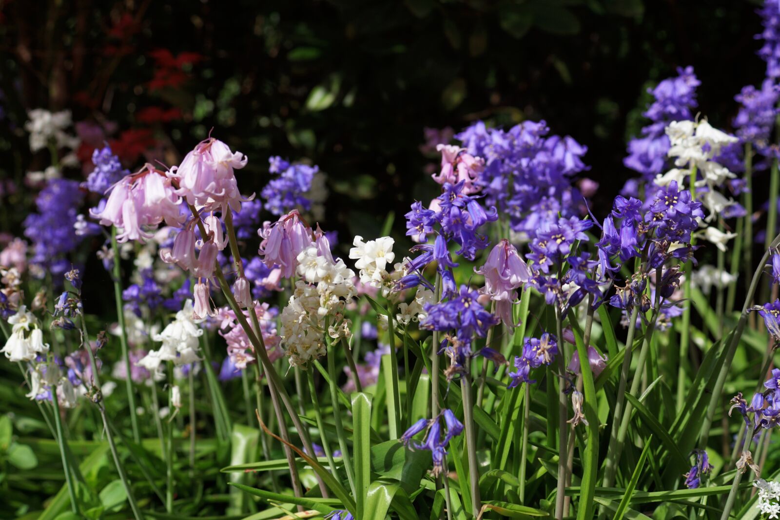 Sony SLT-A68 sample photo. Garden, spring, flowers photography