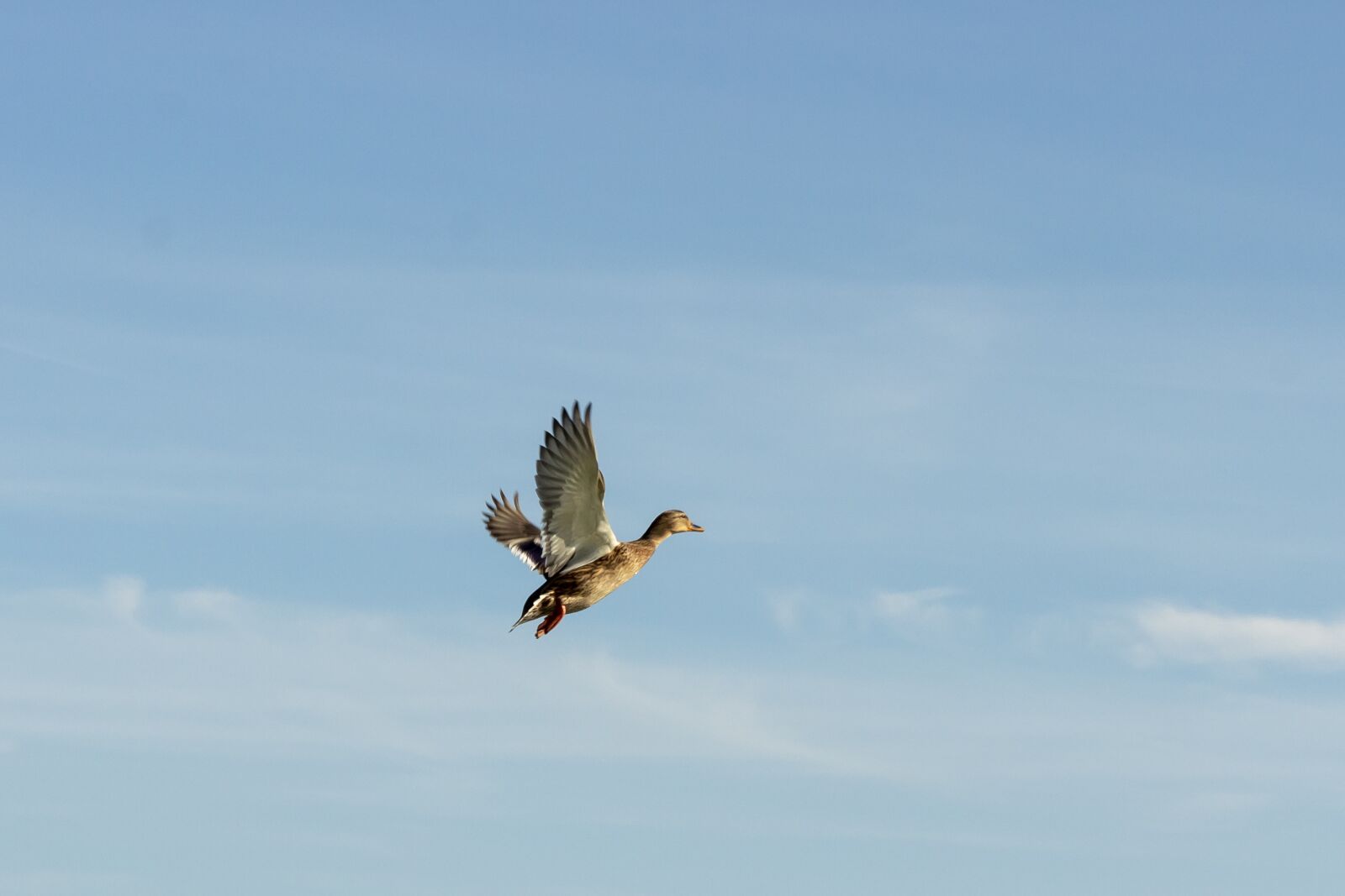 Canon EF75-300mm f/4-5.6 sample photo. Duck, wild ducks, teal photography
