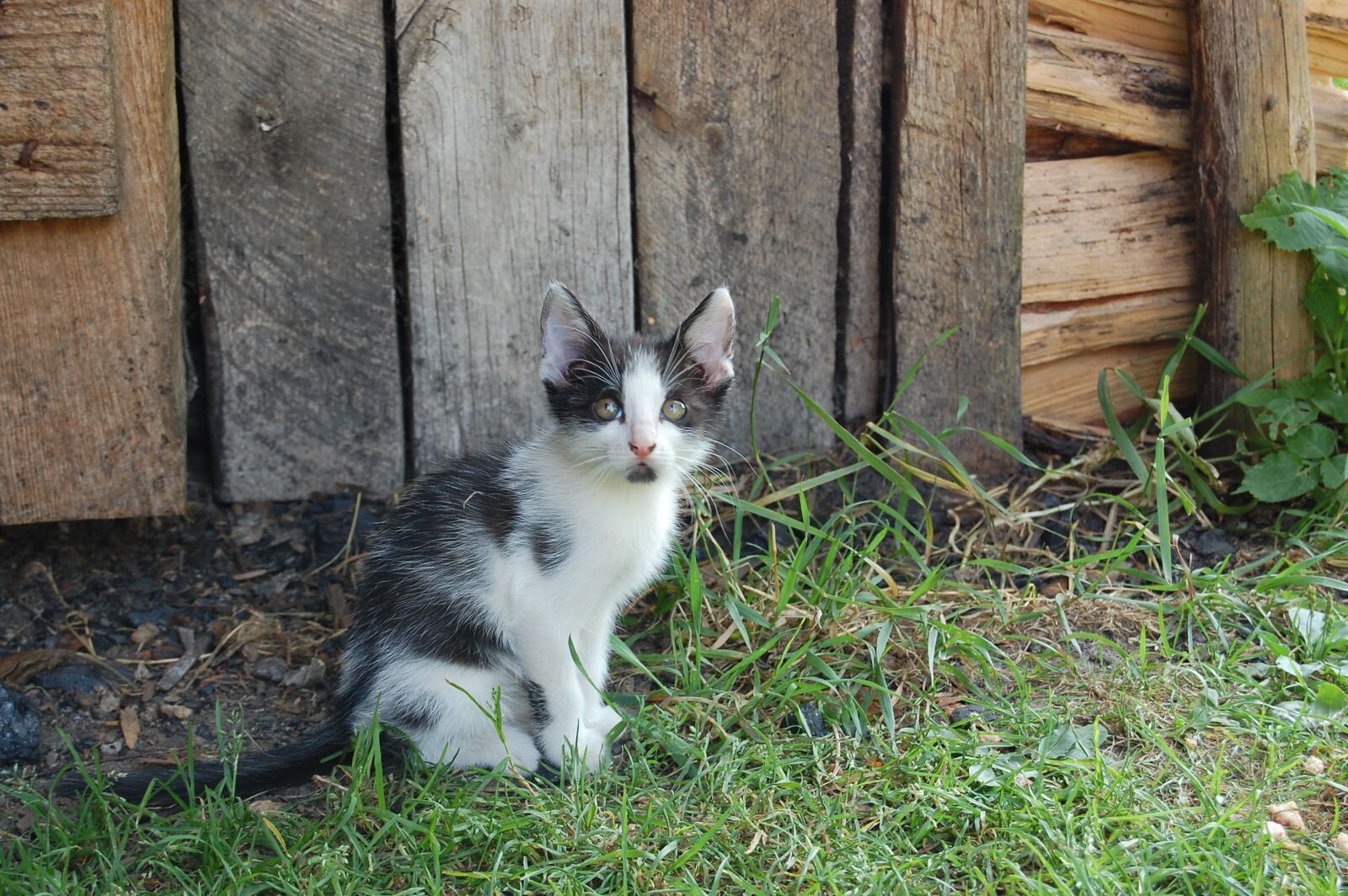 Nikon D40 sample photo. Cat, small, animal photography
