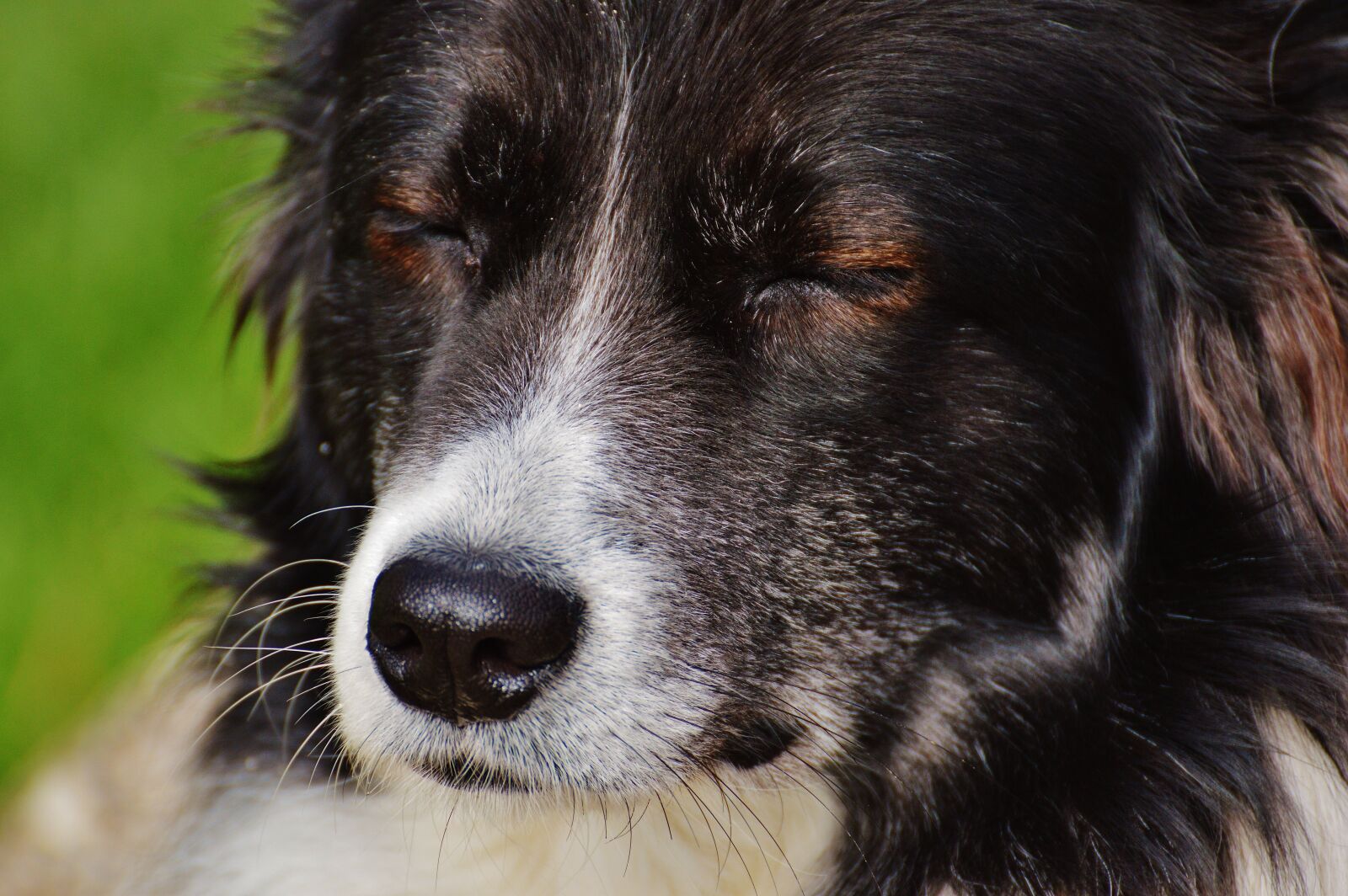 Nikon D3200 sample photo. Dog, animal, pet photography
