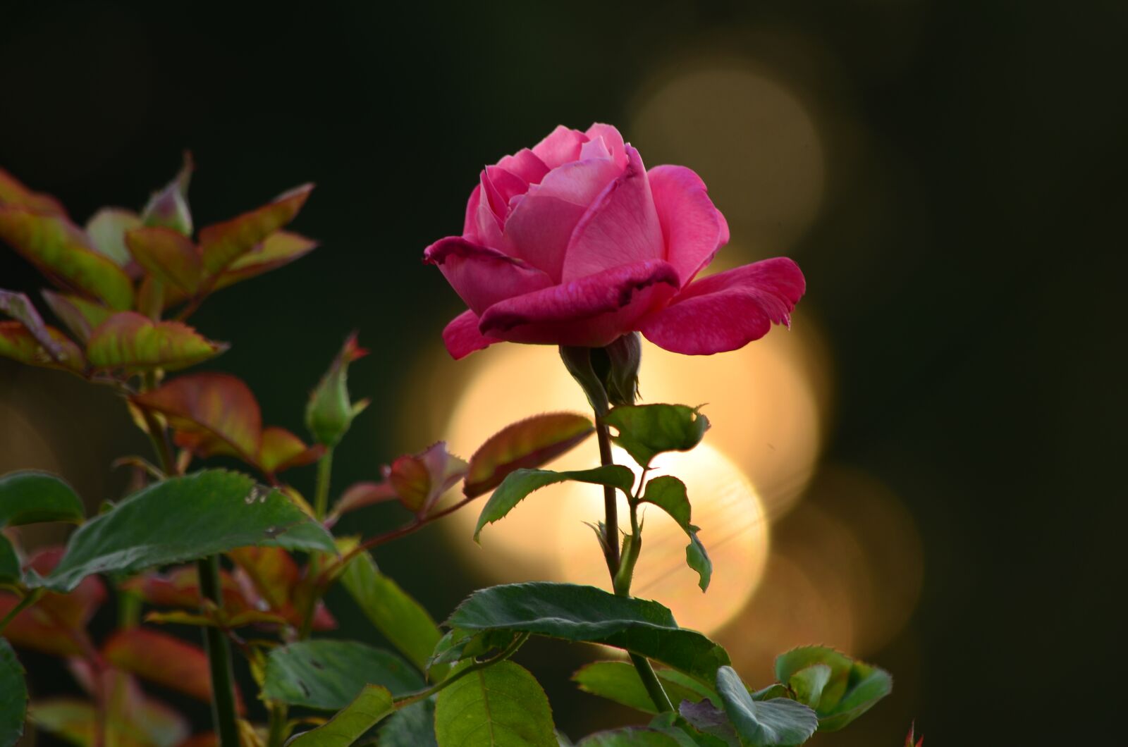 Nikon D5100 sample photo. Rose, beauty, morning glory photography