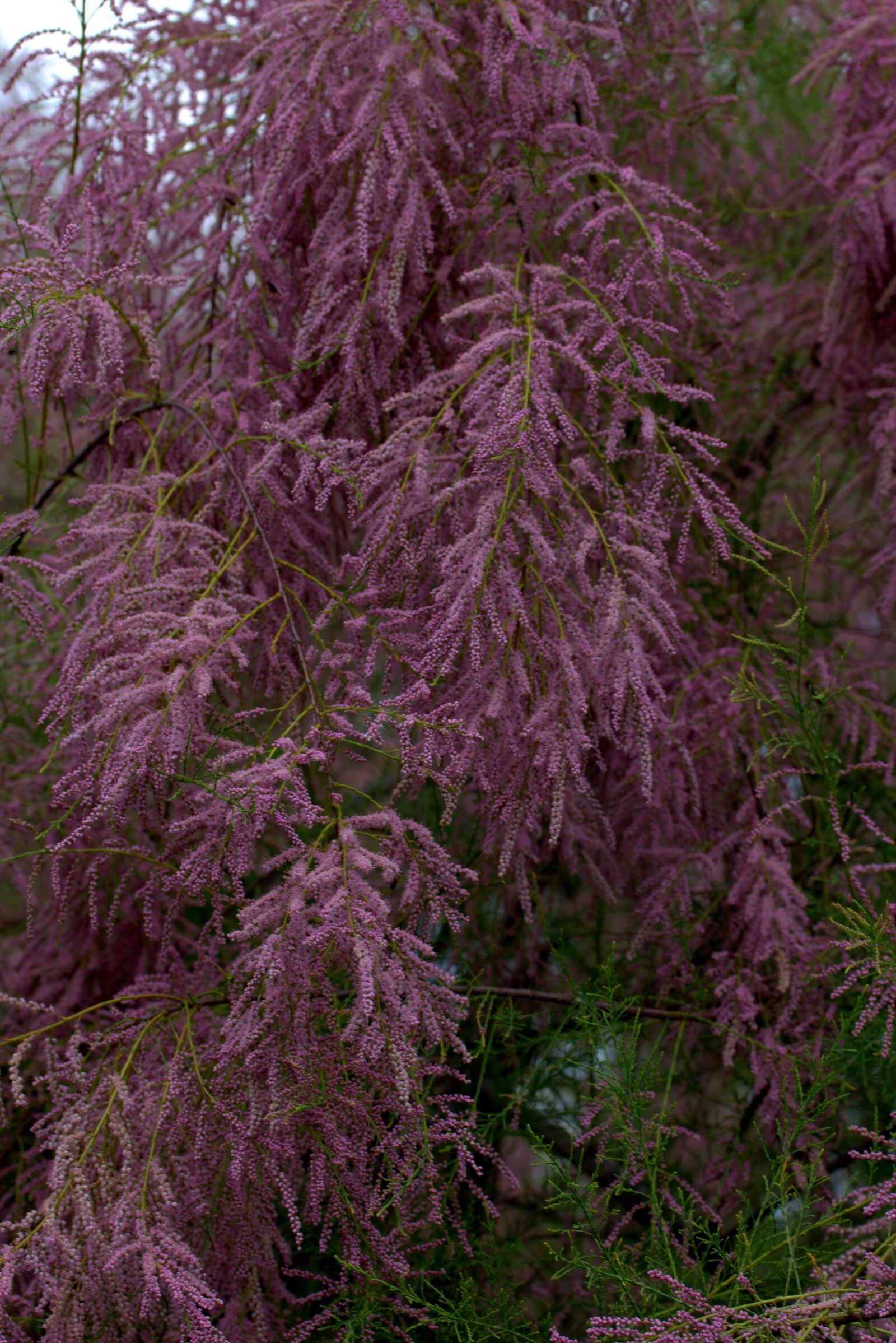 Canon EF-S 60mm F2.8 Macro USM sample photo. Tamarix tetrandra, sea buckthorn photography