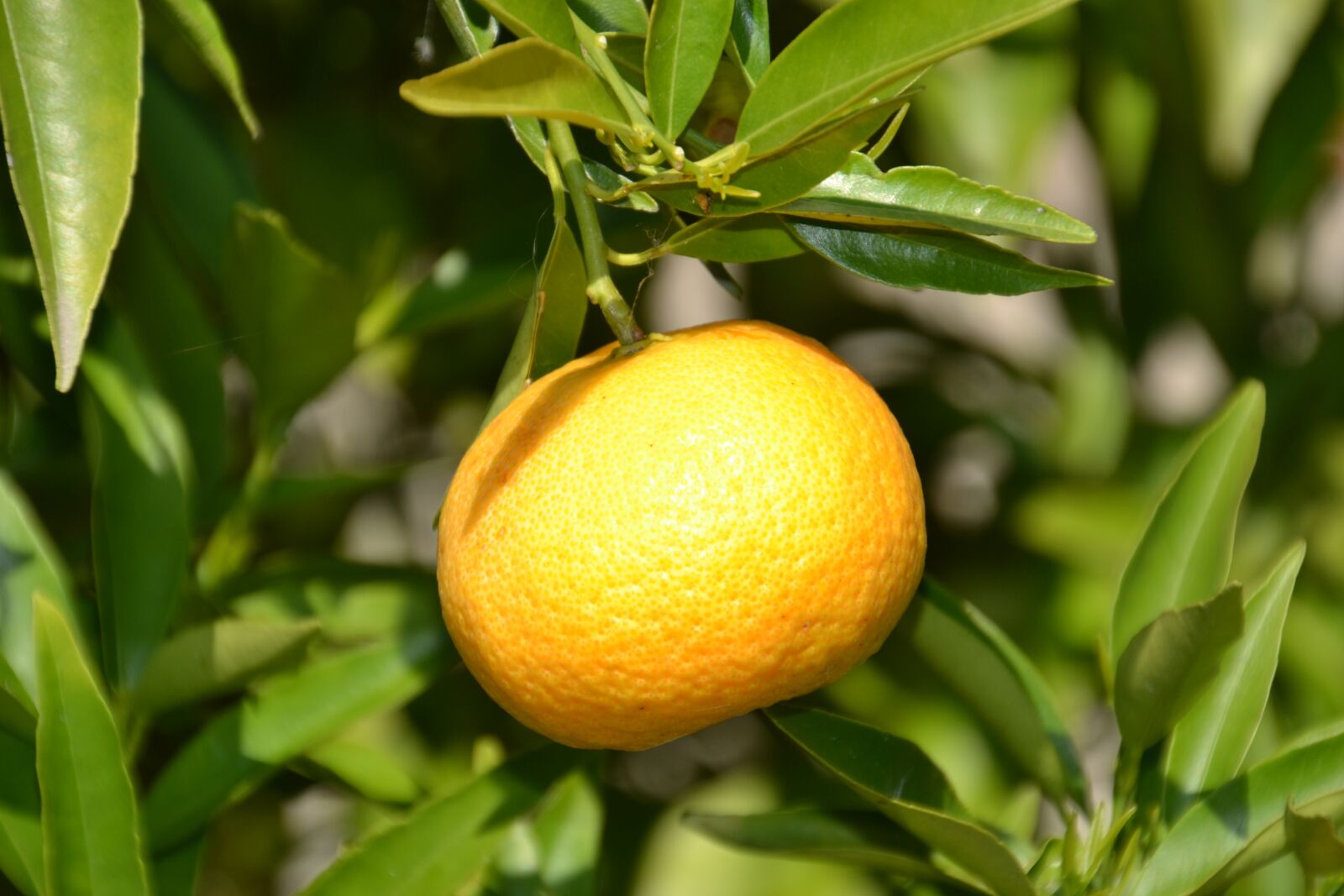 Nikon D3100 sample photo. Mandarin, fruit, vitamins photography