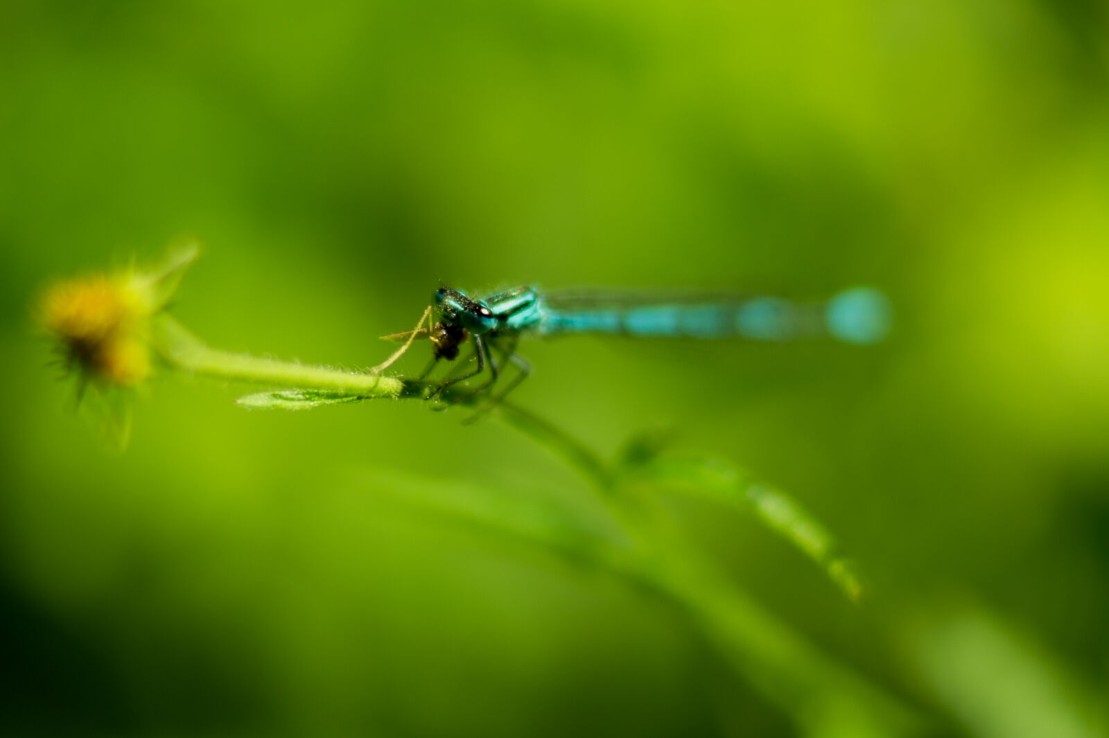 Sony DT 35mm F1.8 SAM sample photo. Nature, animal, blur, green photography