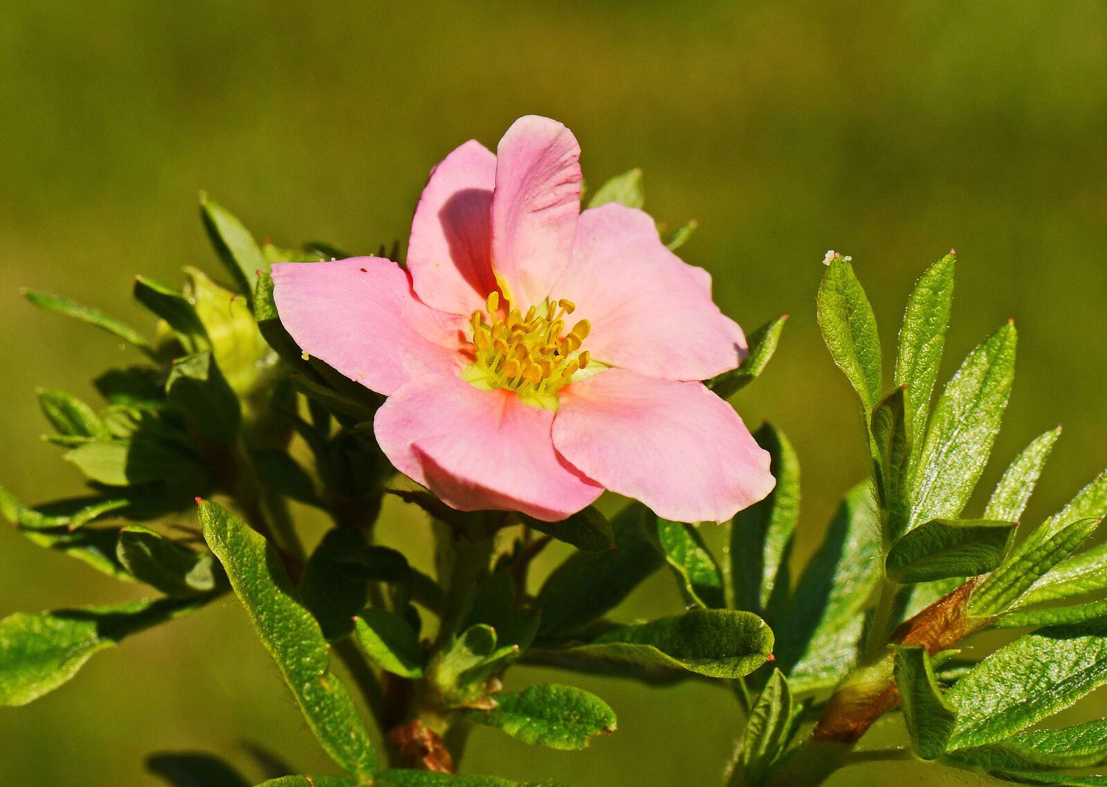 Panasonic Lumix DMC-GH3 sample photo. Summer flower, ground cover photography