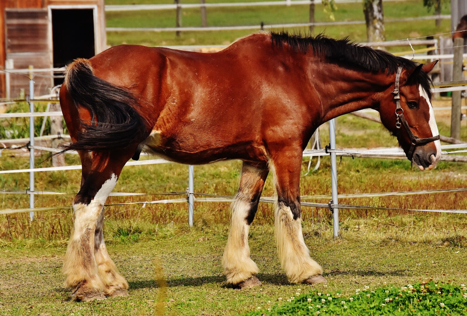 Nikon D7200 sample photo. Shire horse, horse, big photography