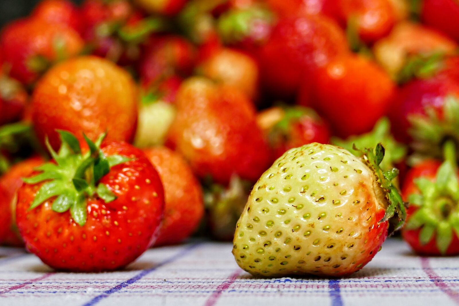 Panasonic Lumix DMC-FZ1000 sample photo. Strawberry, strawberries, zomerkoninkje photography