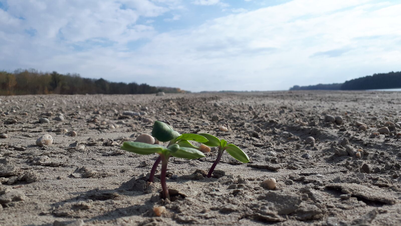 Samsung Galaxy A5(2017) sample photo. Danube, plant, dry river photography