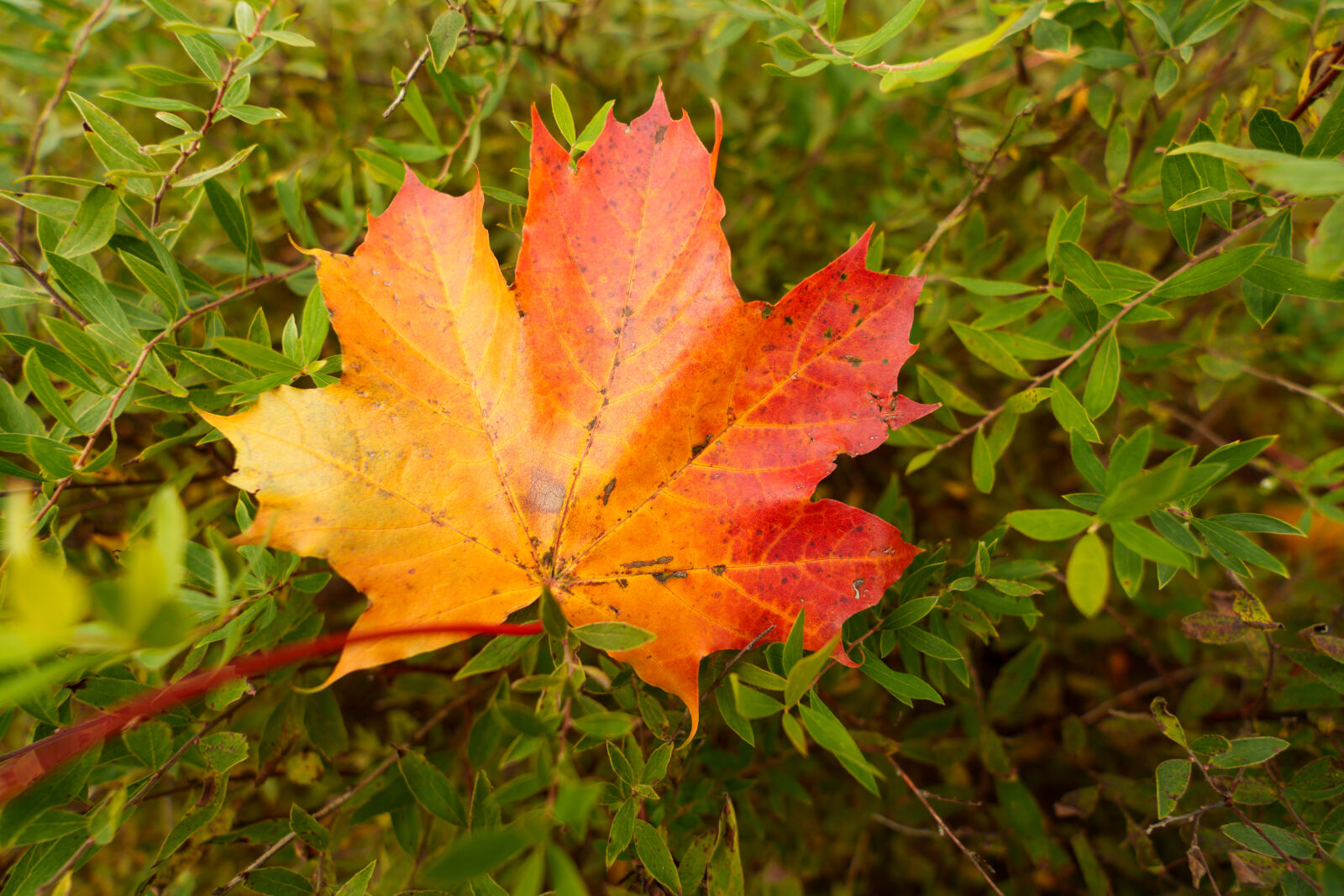 Tamron 17-50mm F4 Di III VXD sample photo. Colorful leaf photography