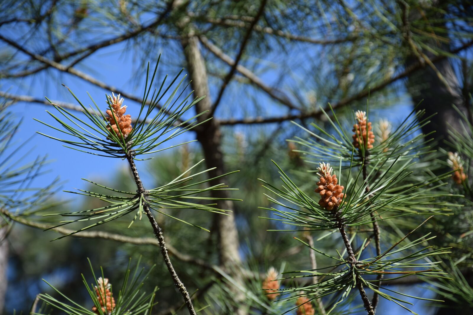 Nikon D5300 sample photo. Nature, tree, needle photography