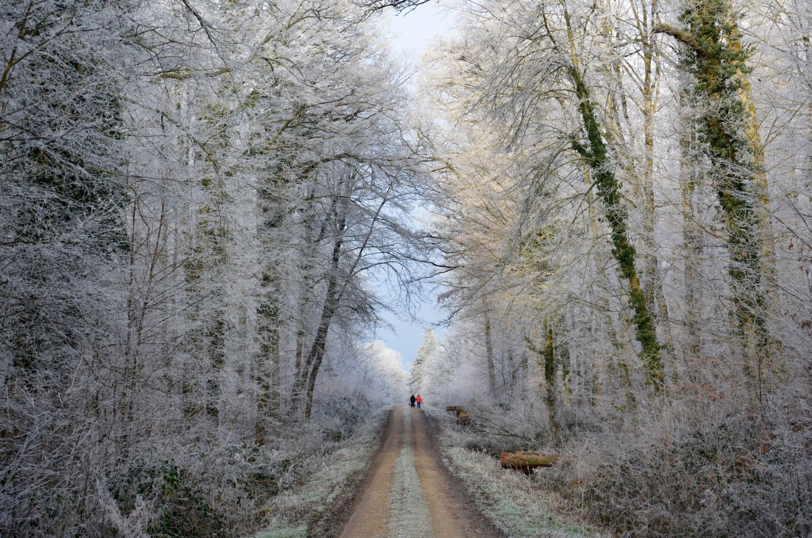 Nikon D5100 sample photo. Gel, forest, path photography