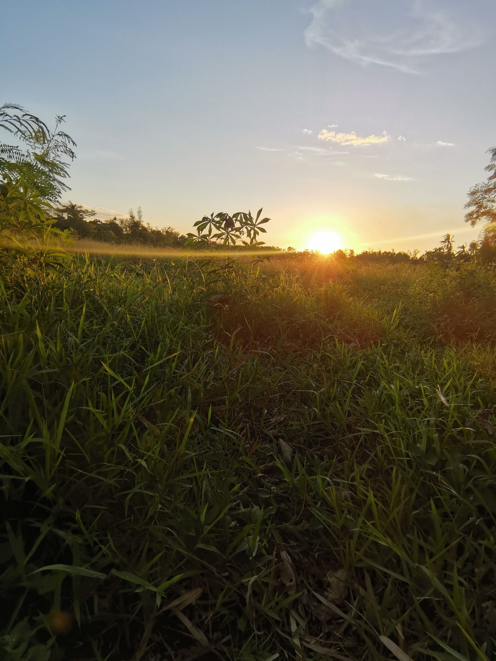 HUAWEI YAL-L21 sample photo. Sunset, tree, grass photography