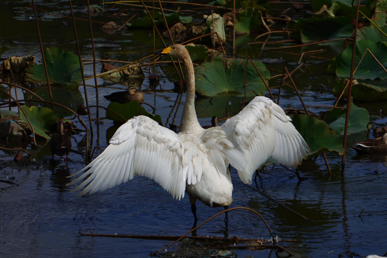 VR 70-300mm f/4.5-6.3G sample photo. Animal, pond, waterside photography