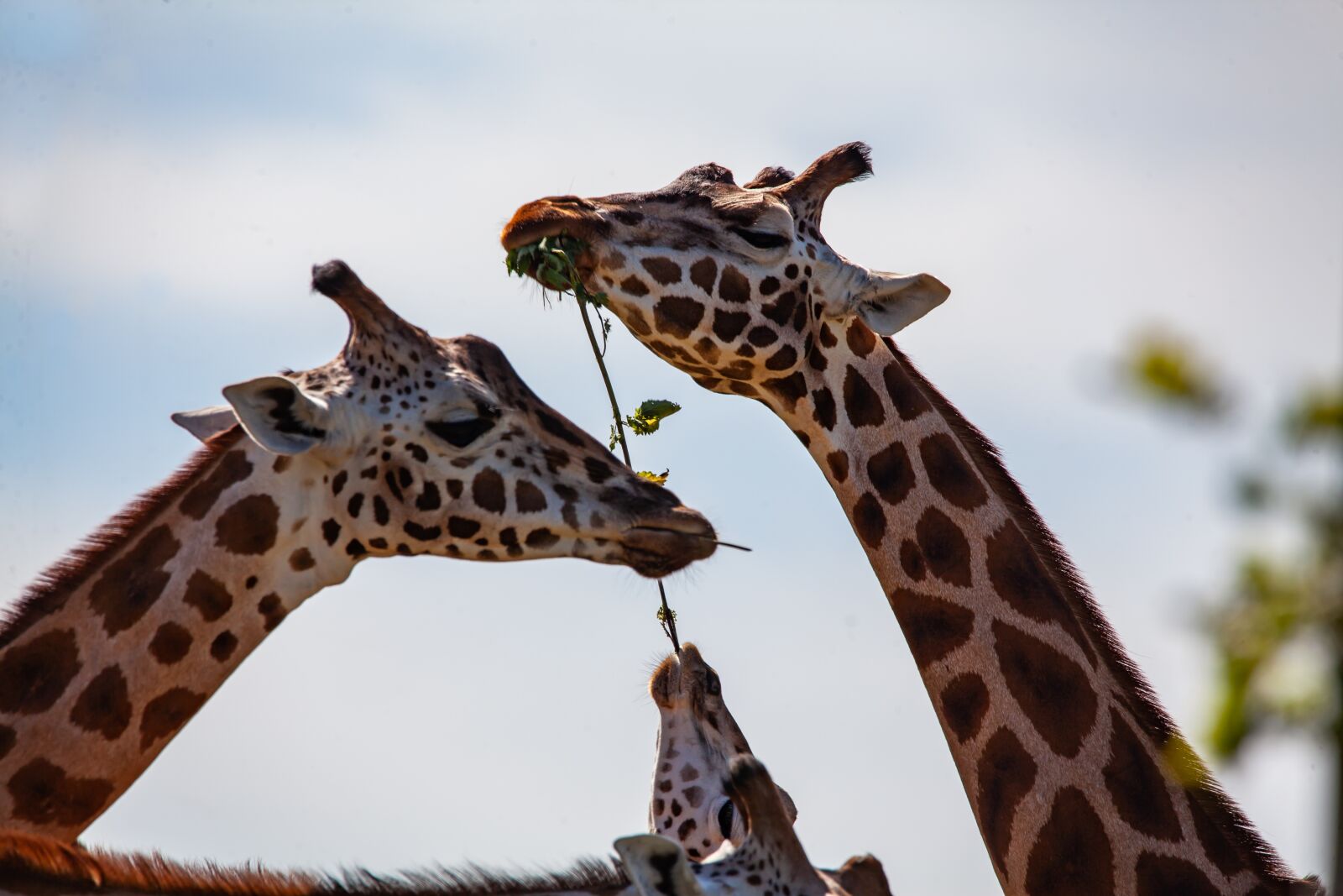 150-600mm F5-6.3 DG OS HSM | Contemporary 015 sample photo. Giraffe, long neck, horns photography