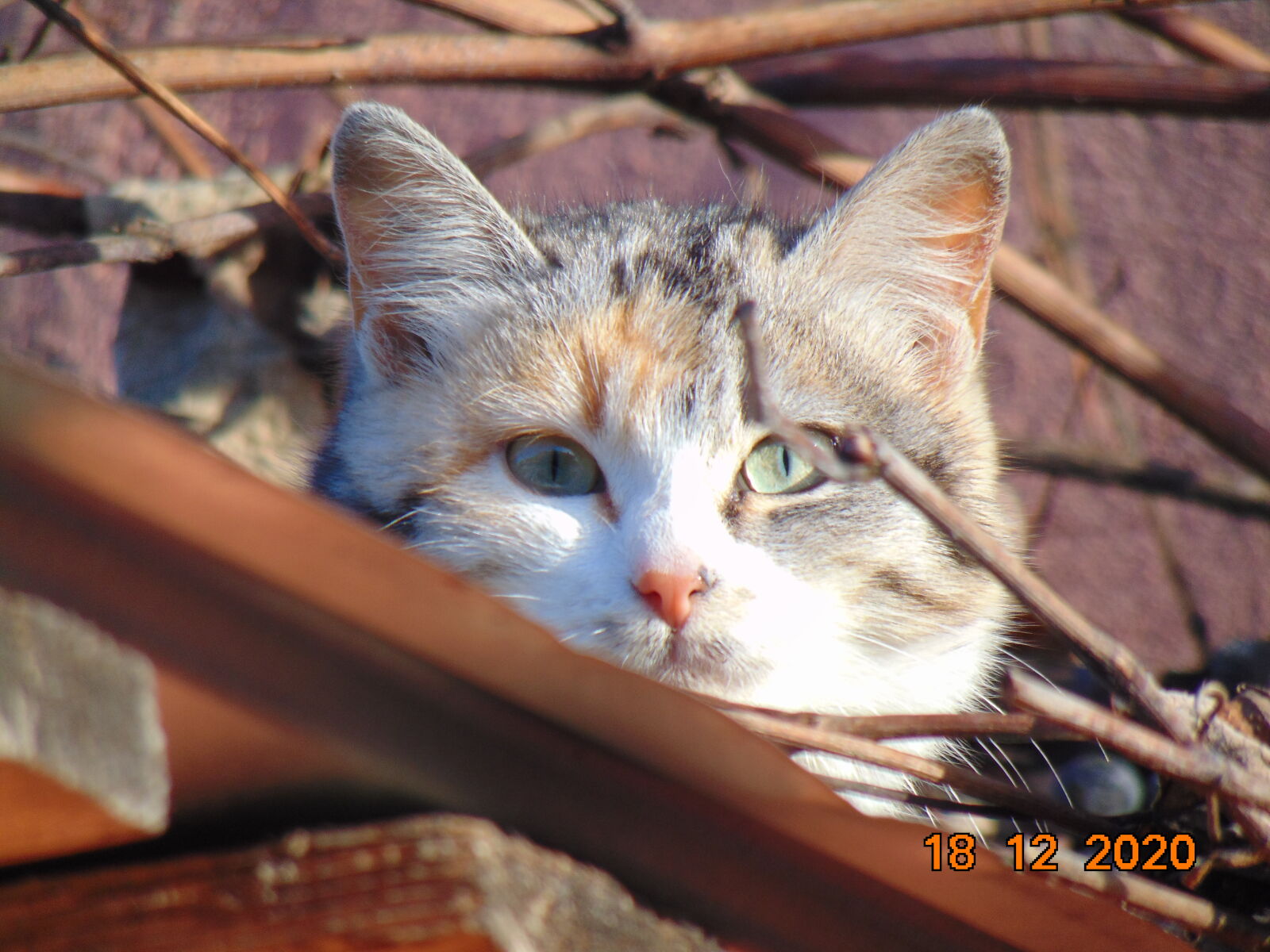 Sony Cyber-shot DSC-H300 sample photo. Meow photography