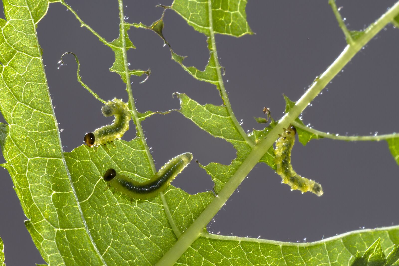 Canon EOS 7D sample photo. Sawflies larvae, track, leaf photography