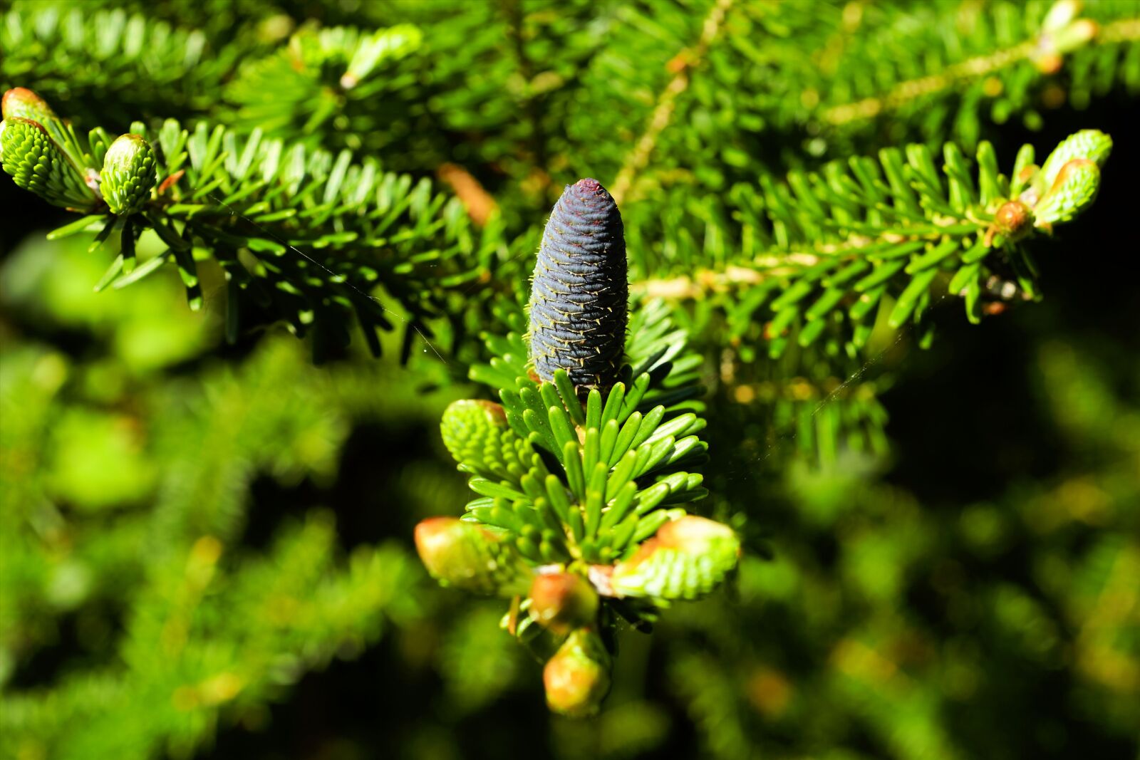 Sony a99 II sample photo. Fir tree, pine needles photography