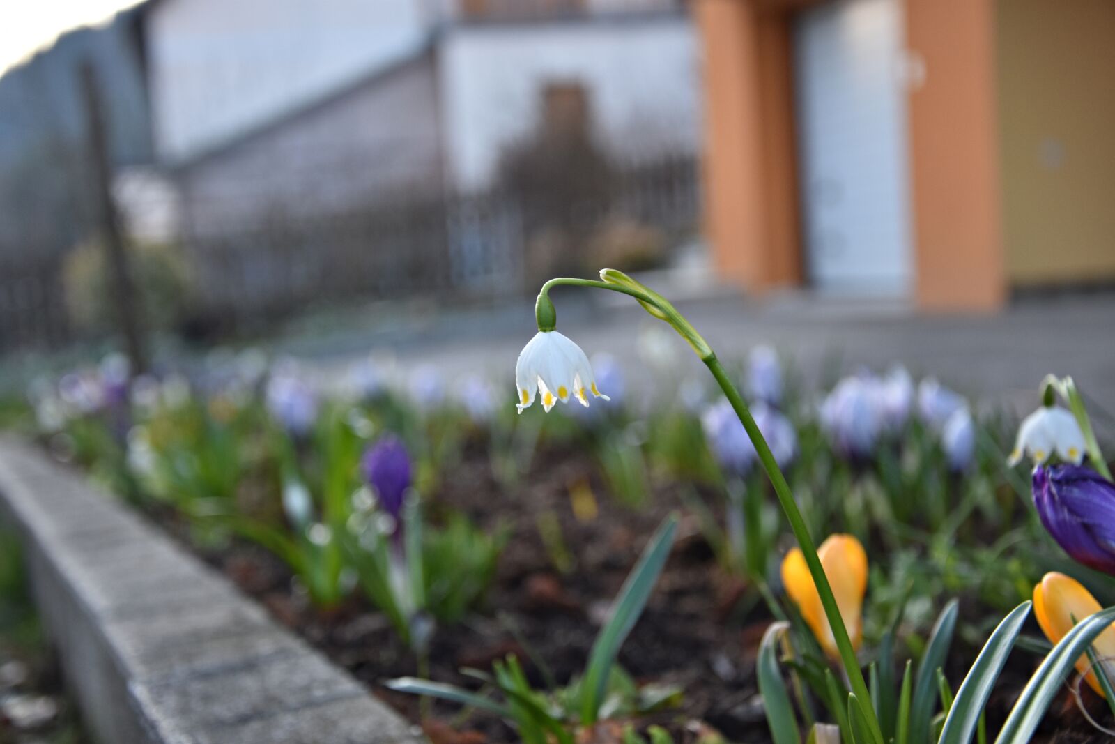 Nikon D3400 sample photo. Flower, nature, plant photography