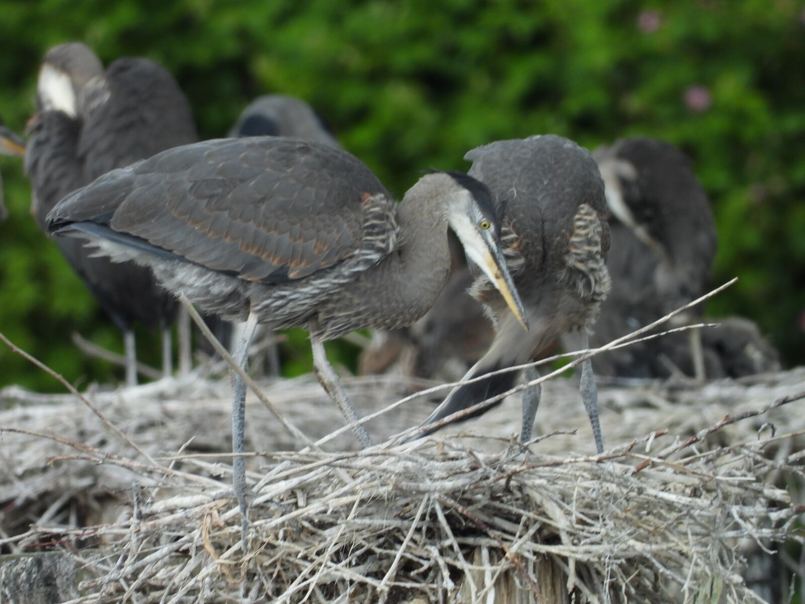 Nikon Coolpix P1000 sample photo. Heron, baby, wildlife photography