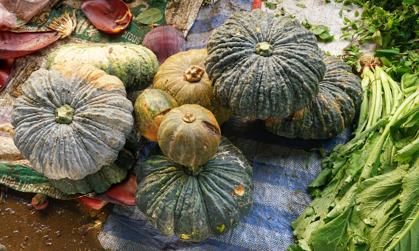Sony a7R II + Sony FE 24-70mm F2.8 GM sample photo. Pumpkin, large, market photography