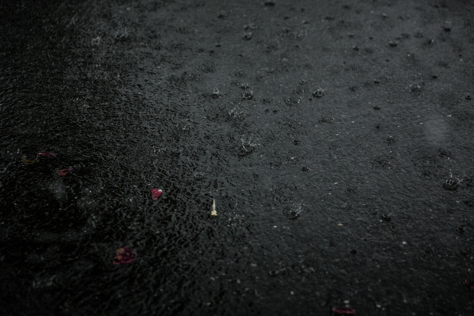 Canon EF 24-70mm F2.8L II USM sample photo