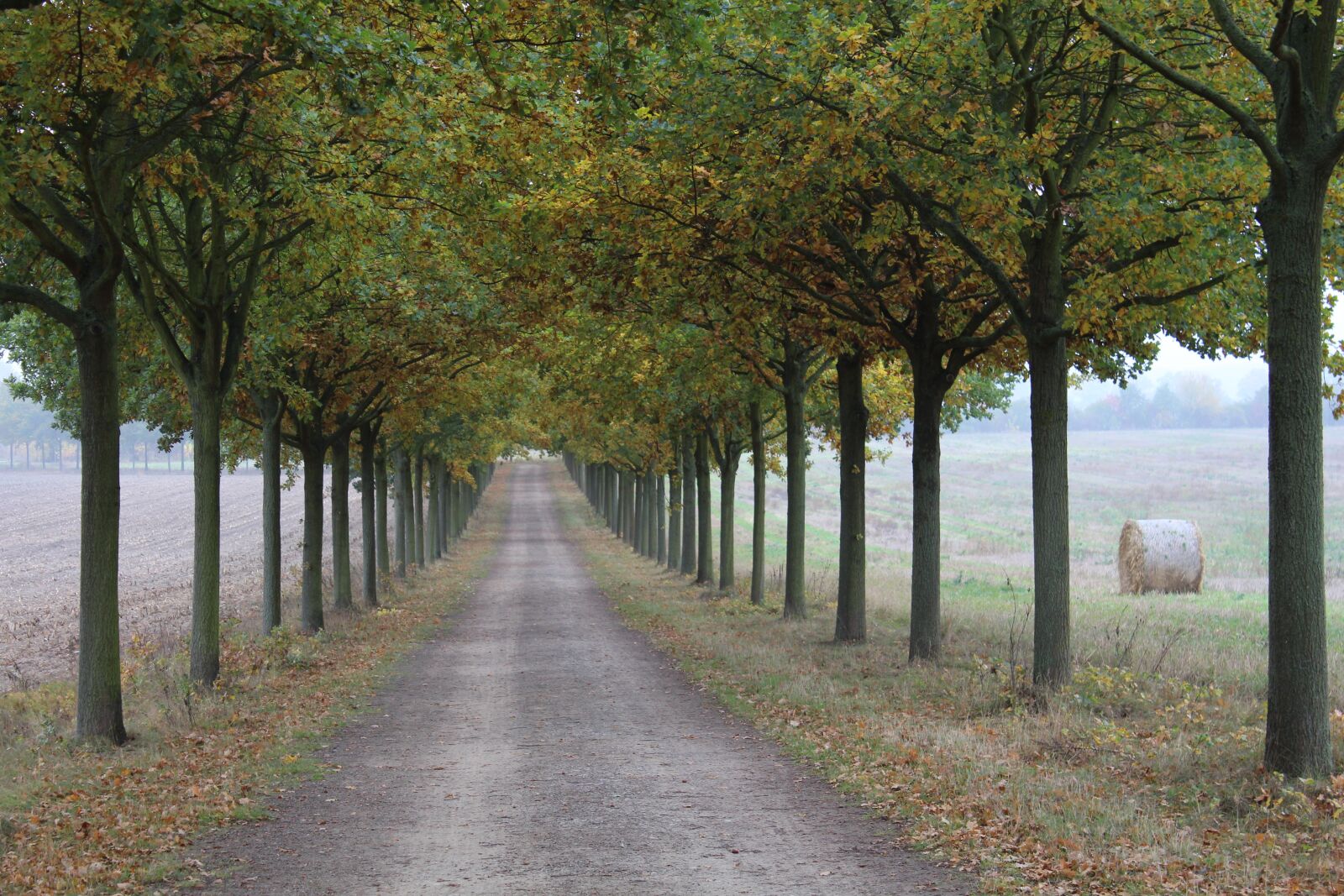 Canon EOS 650D (EOS Rebel T4i / EOS Kiss X6i) sample photo. Avenue, autumn, landscape photography