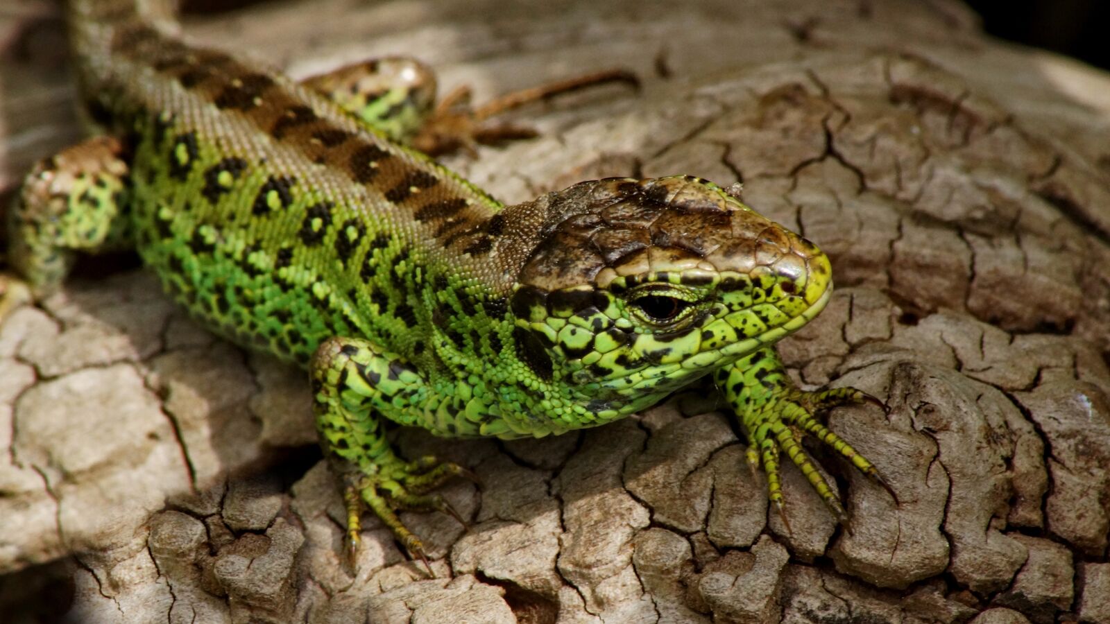 Sony SLT-A58 sample photo. Sand lizard, reptile, emerald photography