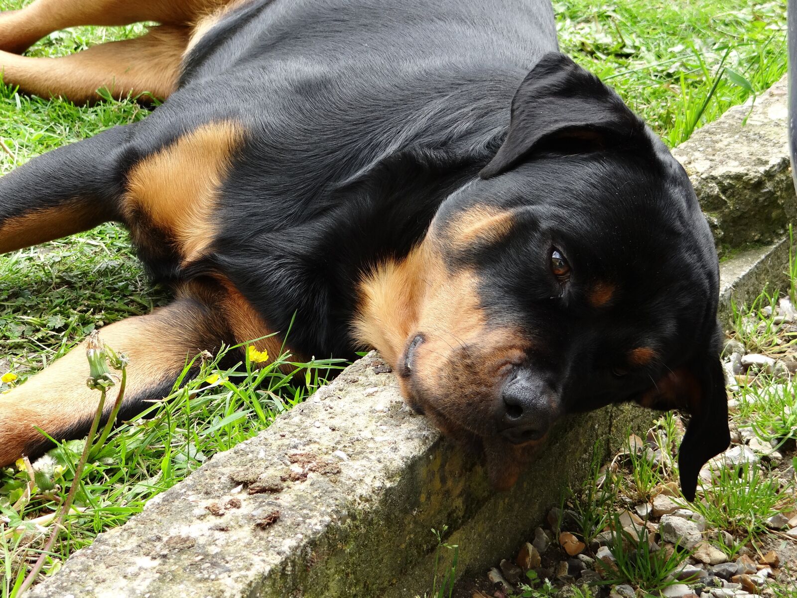 Sony DSC-HX200V sample photo. Animals, dog, rottweiler photography