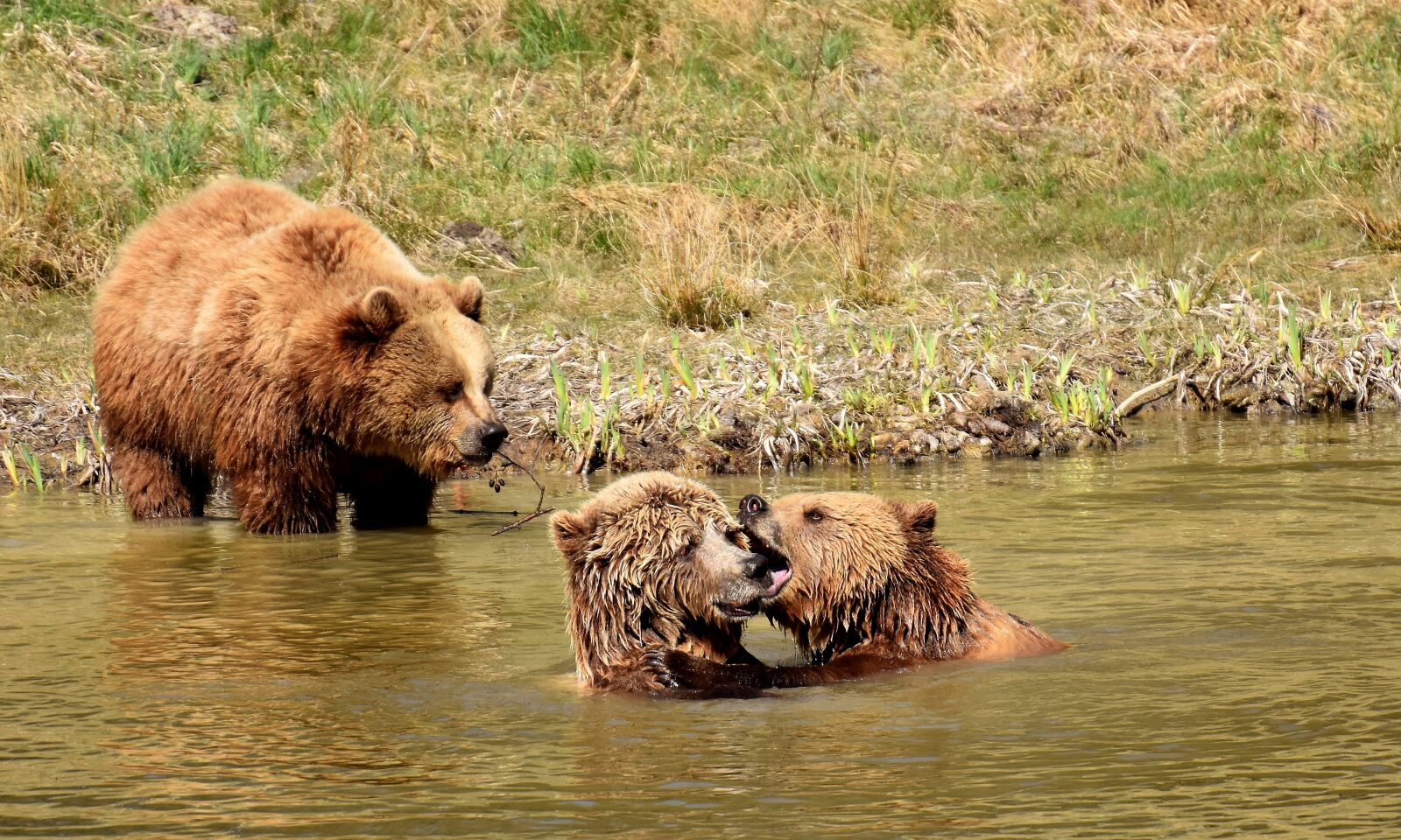 Nikon D7200 sample photo. European brown bear, water photography