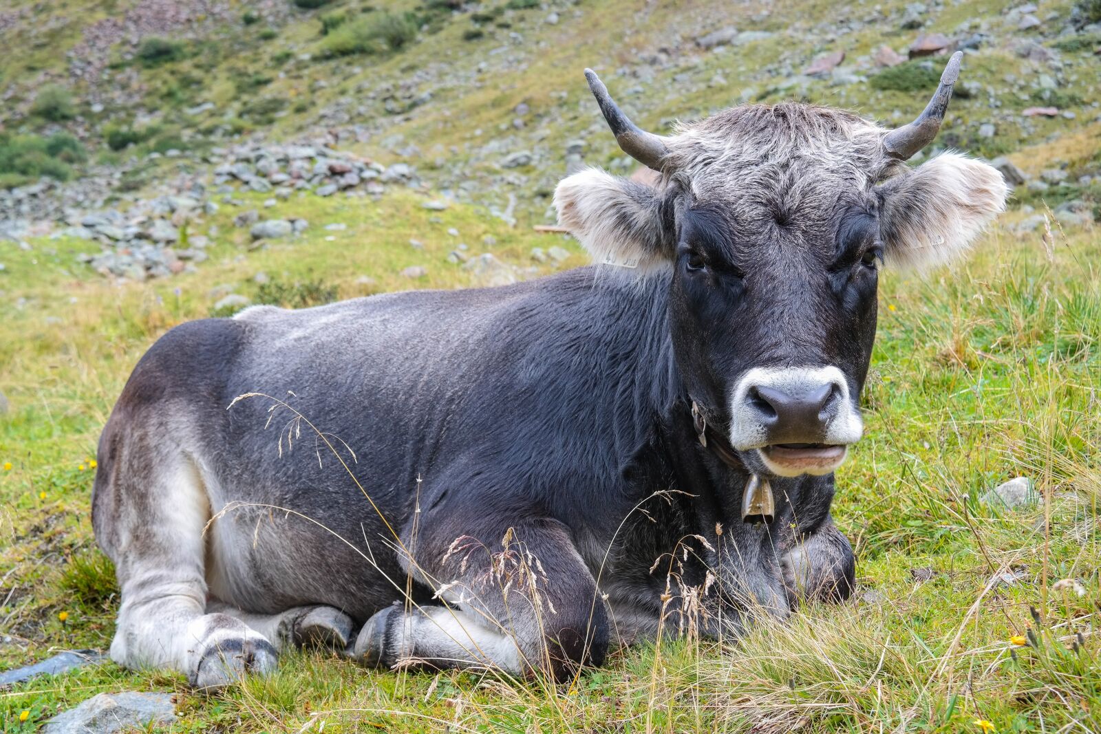 Samsung NX300 sample photo. Cow, beef, ox photography