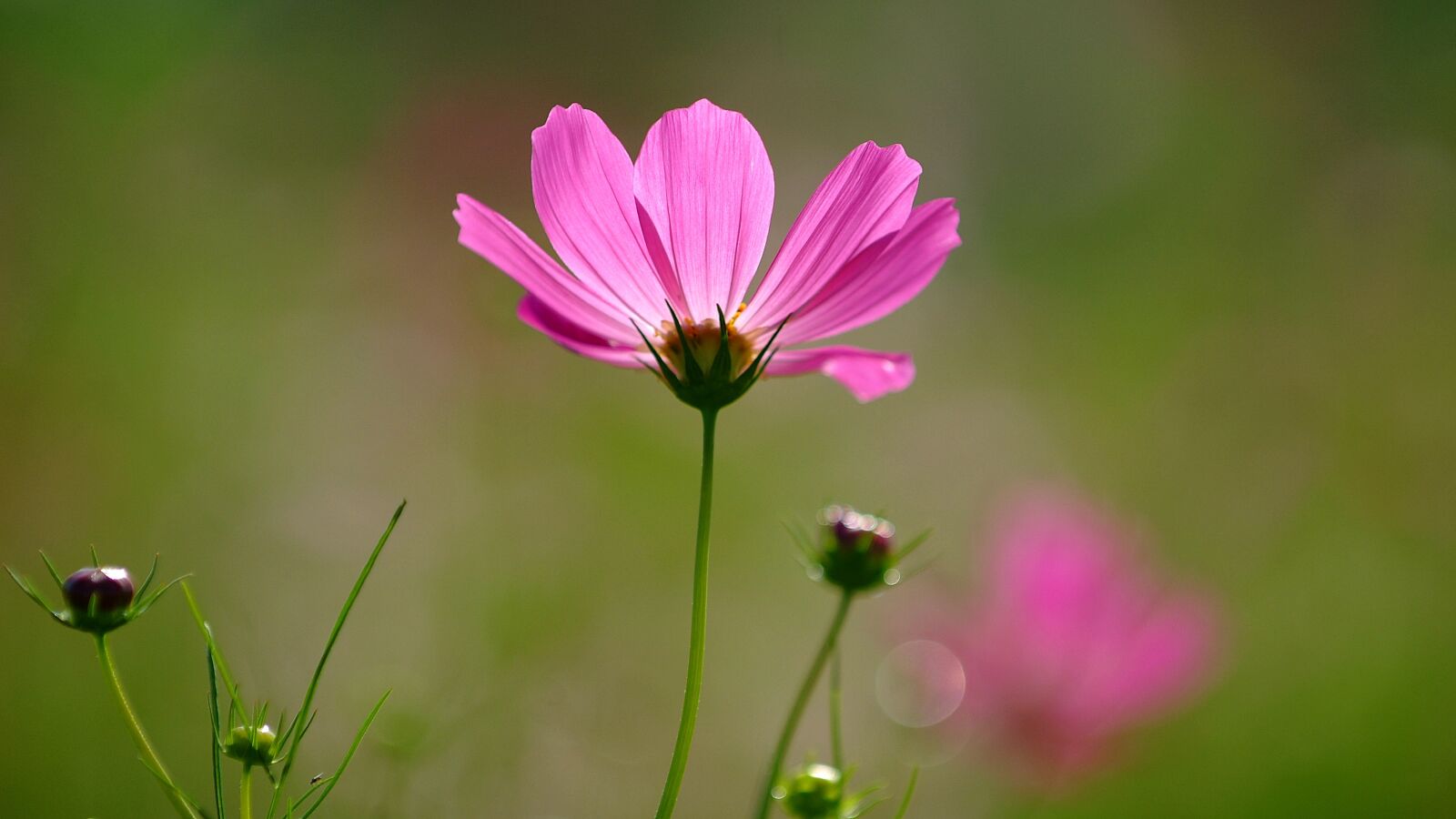 Fujifilm FinePix S3 Pro sample photo. Cosmos, flowers, red color photography
