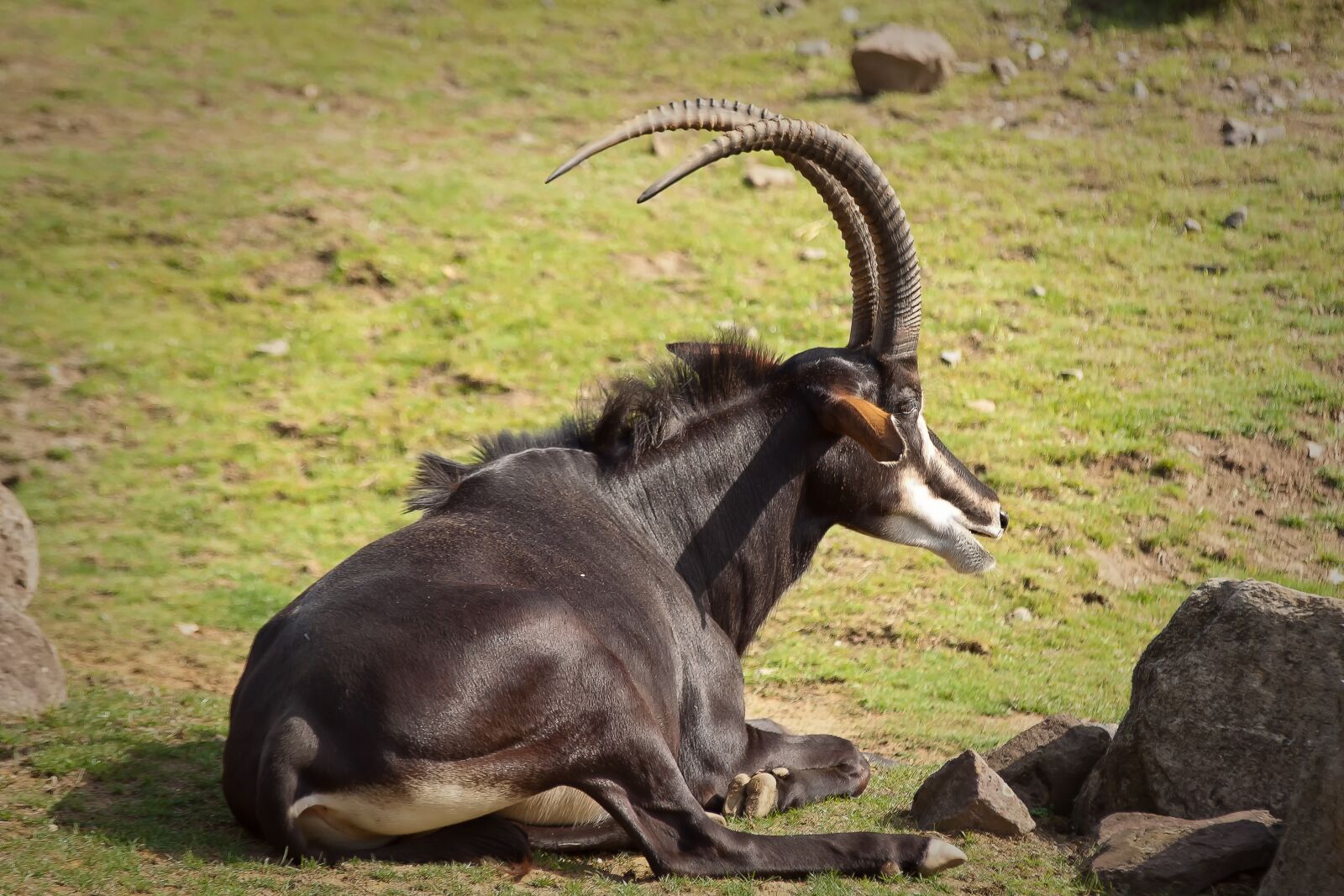Canon EOS 50D sample photo. Antelope, africa, animal photography