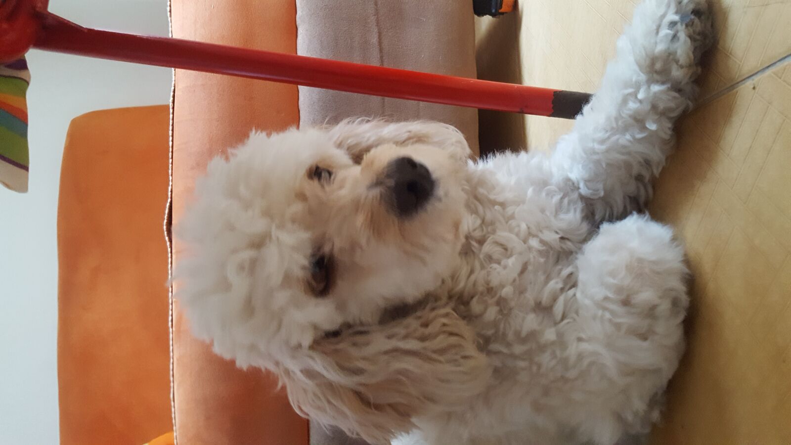 Samsung Galaxy S6 sample photo. Animales, vida, paz photography