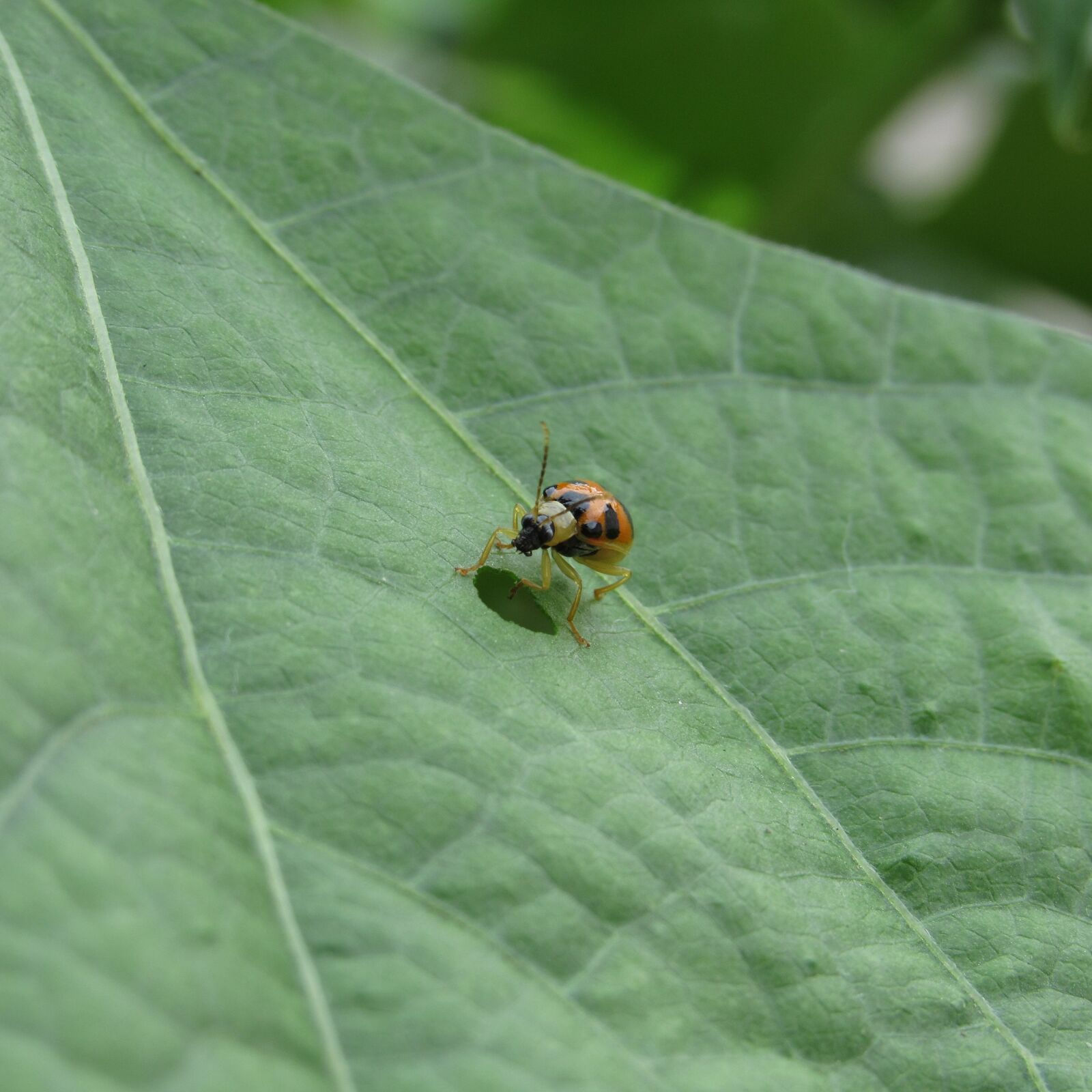 Canon PowerShot SX520 HS sample photo. Nature, leaf, ladybug photography