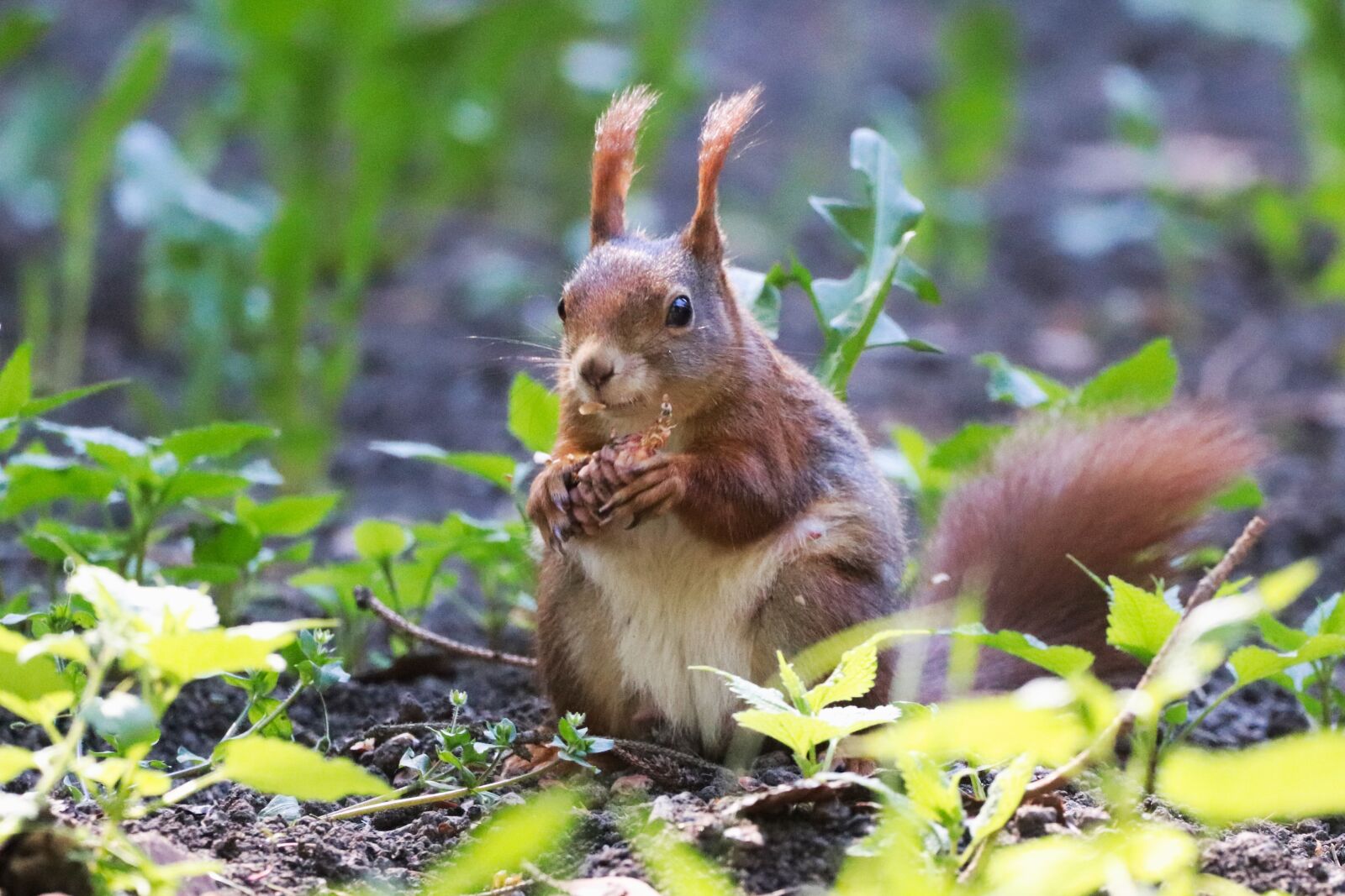 150-600mm F5-6.3 DG OS HSM | Contemporary 015 sample photo. The squirrel, sitting, rodent photography