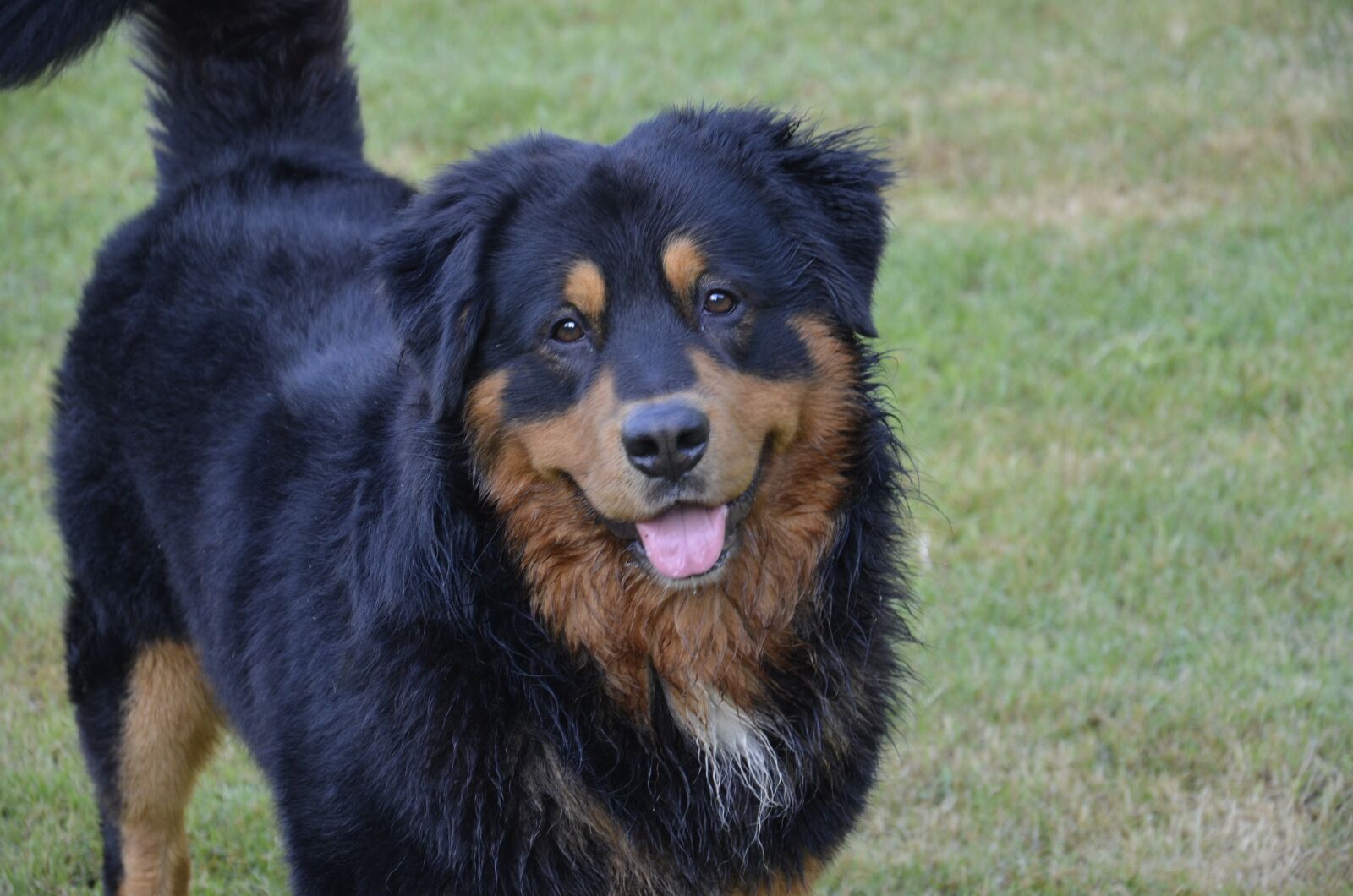 Nikon D7000 sample photo. Dog, animals, portrait photography