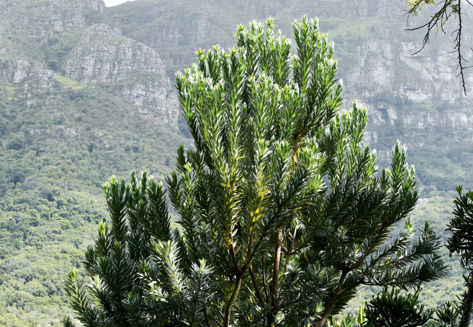 Nikon D5500 sample photo. Tree, silverleaf, indigenous photography