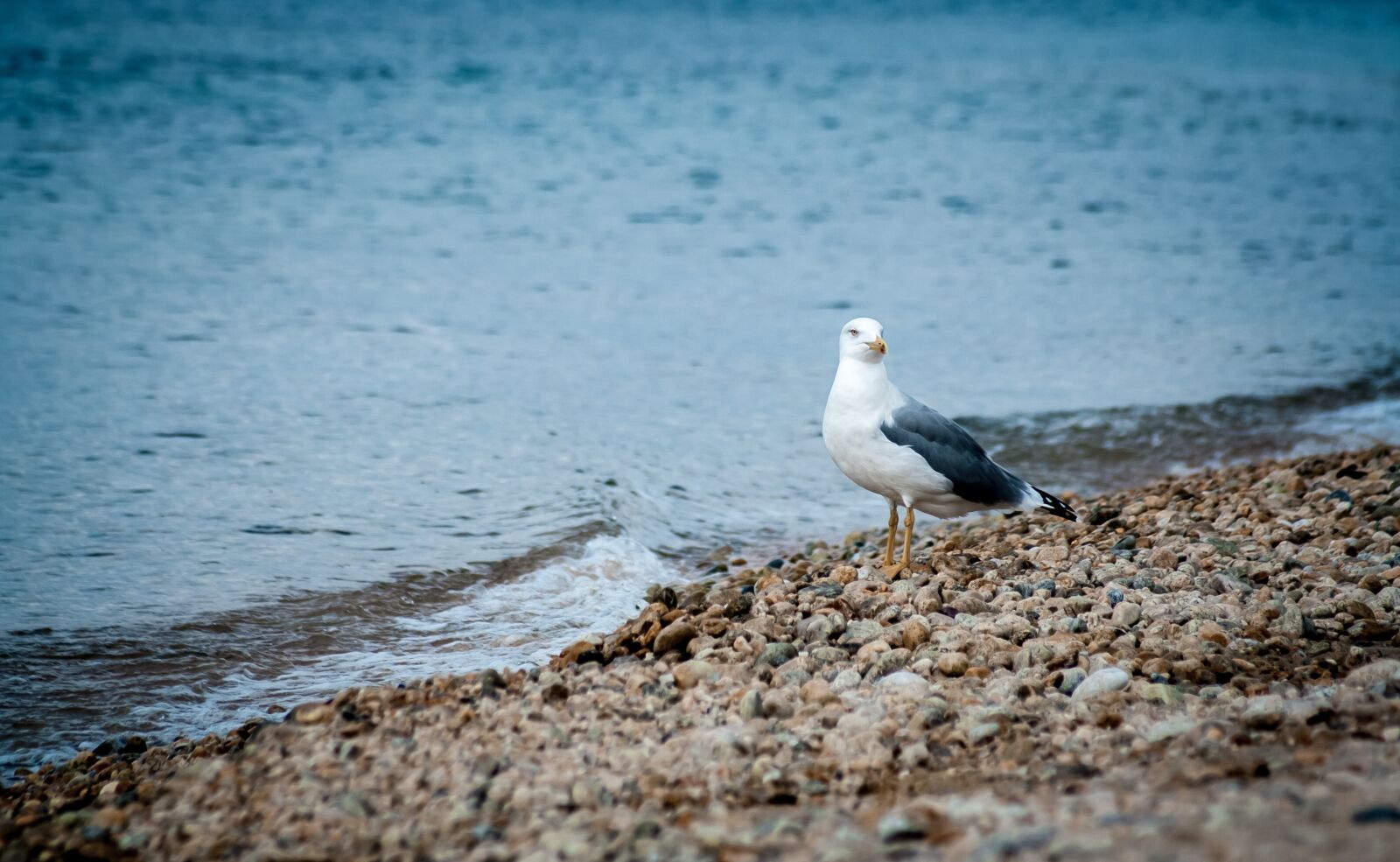 Canon EOS 350D (EOS Digital Rebel XT / EOS Kiss Digital N) sample photo. Gull, sea, beach photography